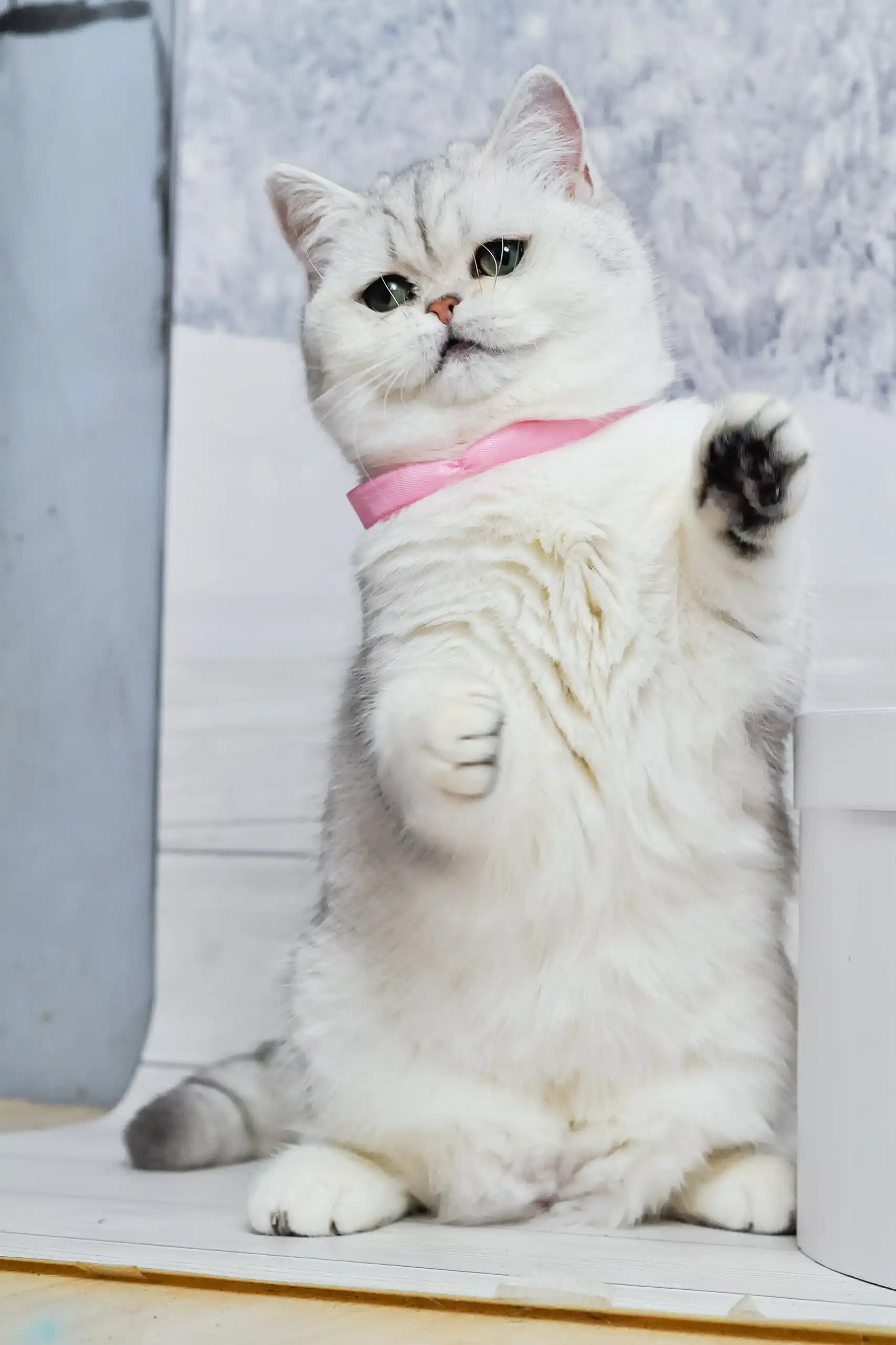 Tiffany | British Shorthair Kitten - Image 4