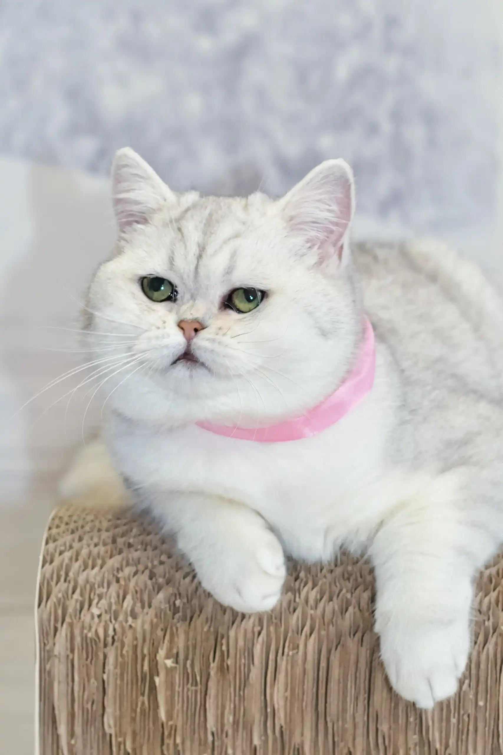 Tiffany | British Shorthair Kitten - Image 5