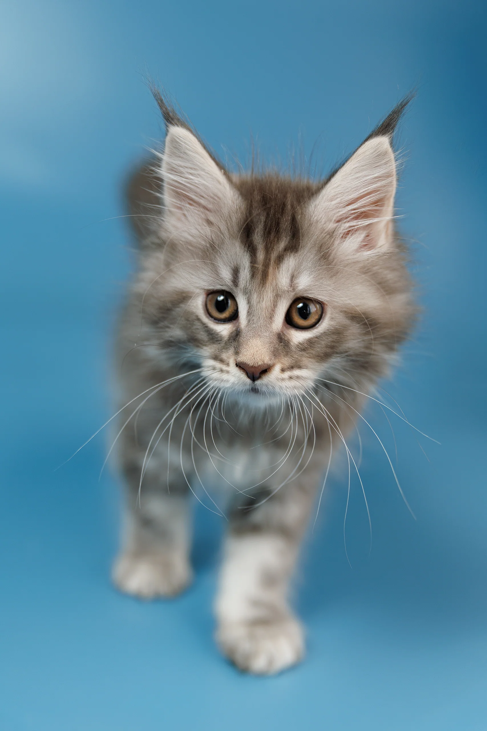 Tiffany | Maine Coon Kitten - Image 8