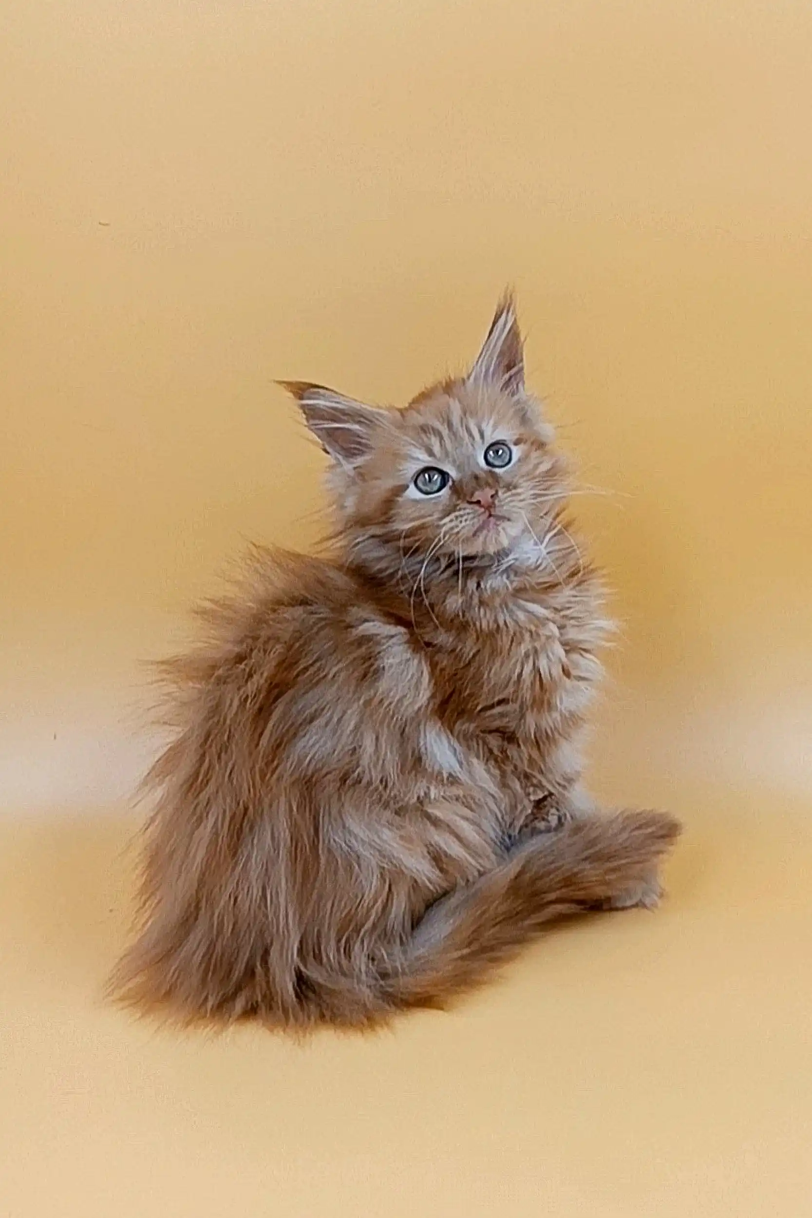 Tim | Maine Coon Kitten - Image 4