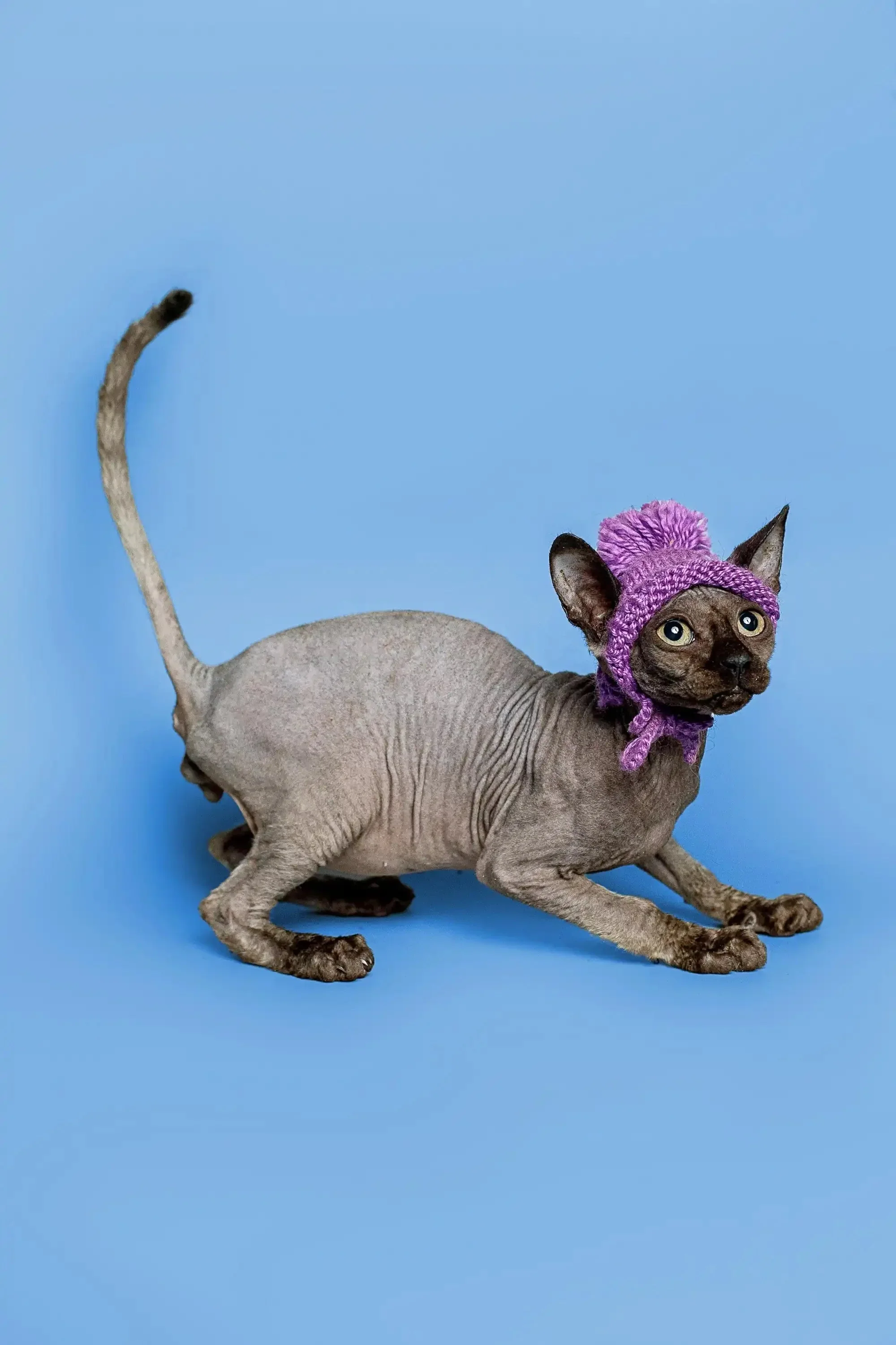 Tim | Sphynx Kitten - Image 2