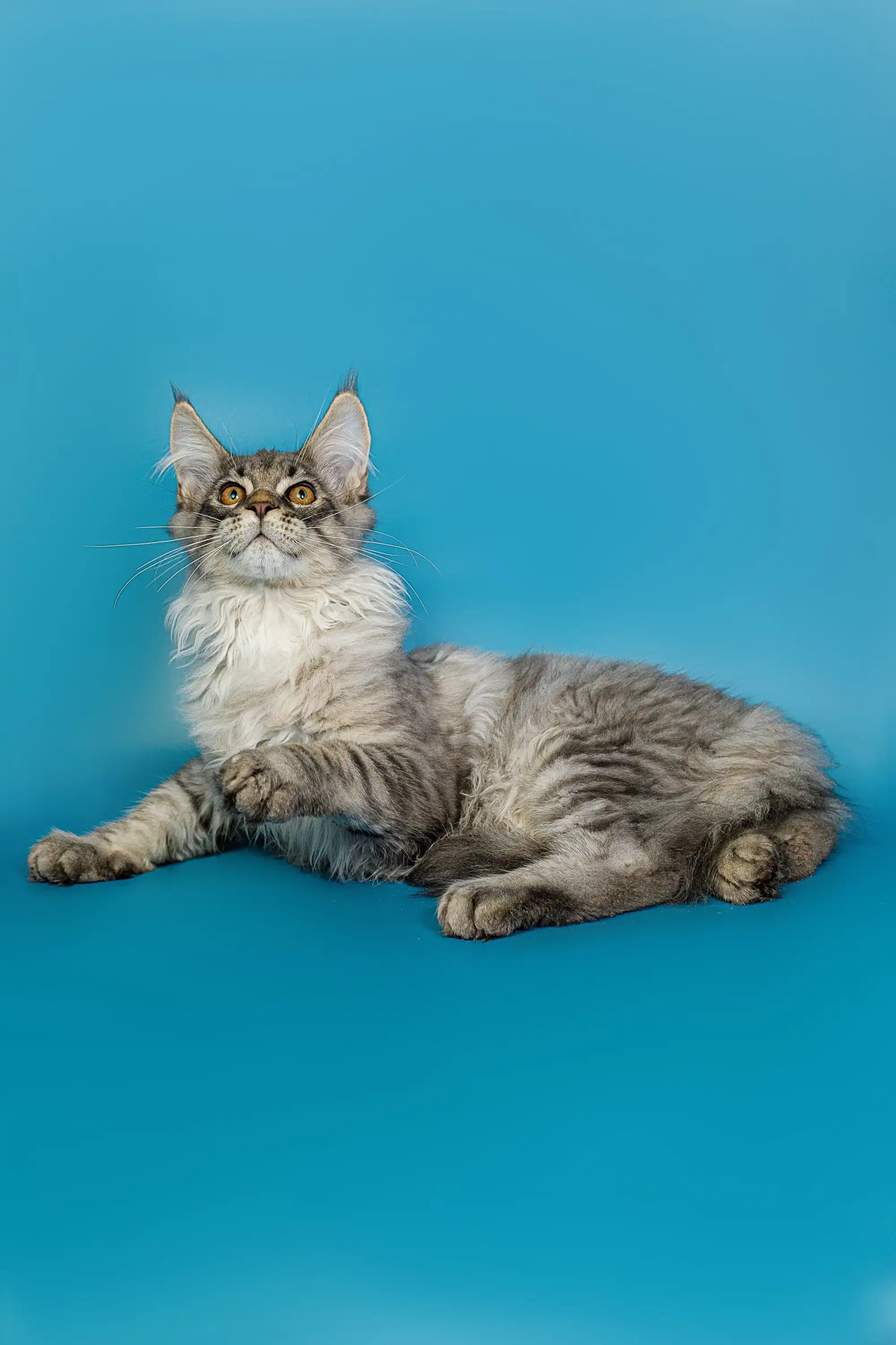 Tod | Maine Coon Kitten - Image 14