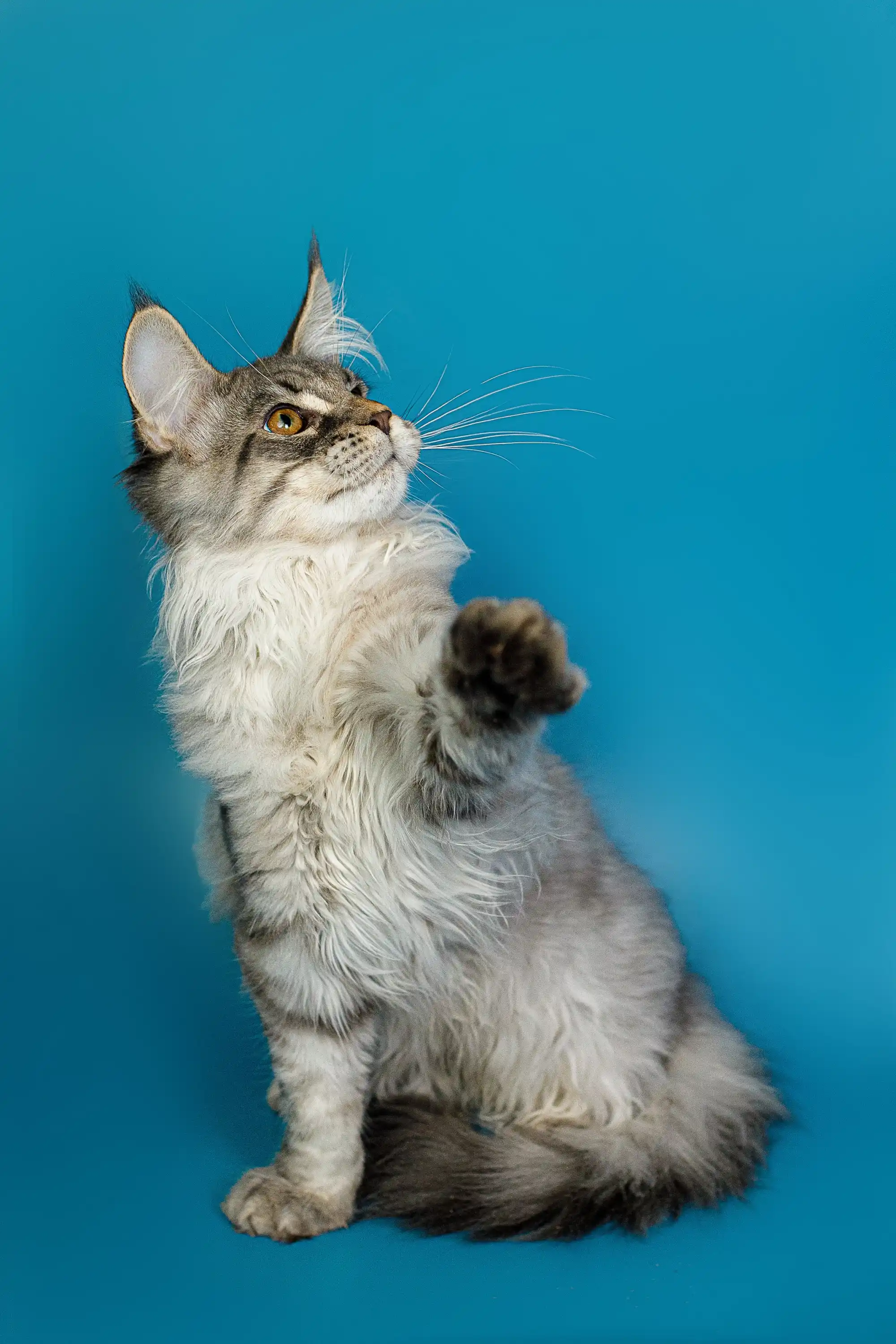 Tod | Maine Coon Kitten - Image 21