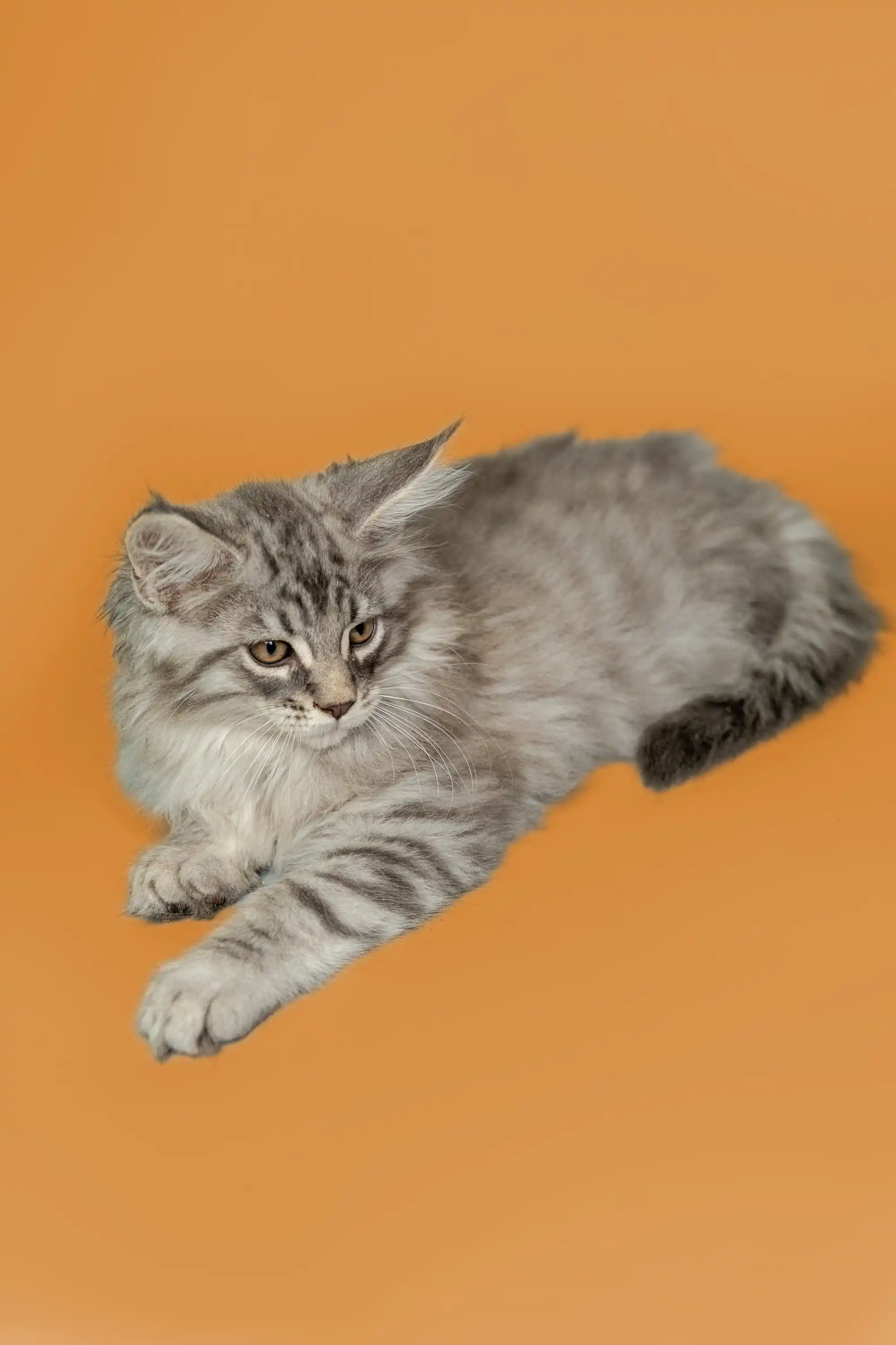 Tod | Maine Coon Kitten - Image 29