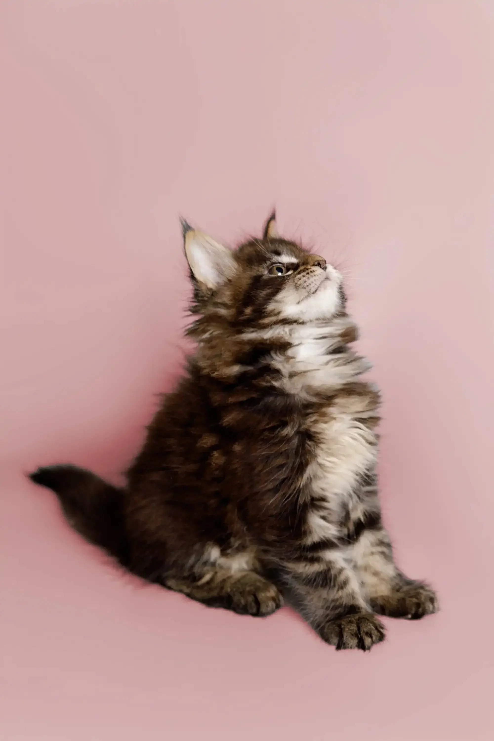 Todd | Maine Coon Kitten - Image 2