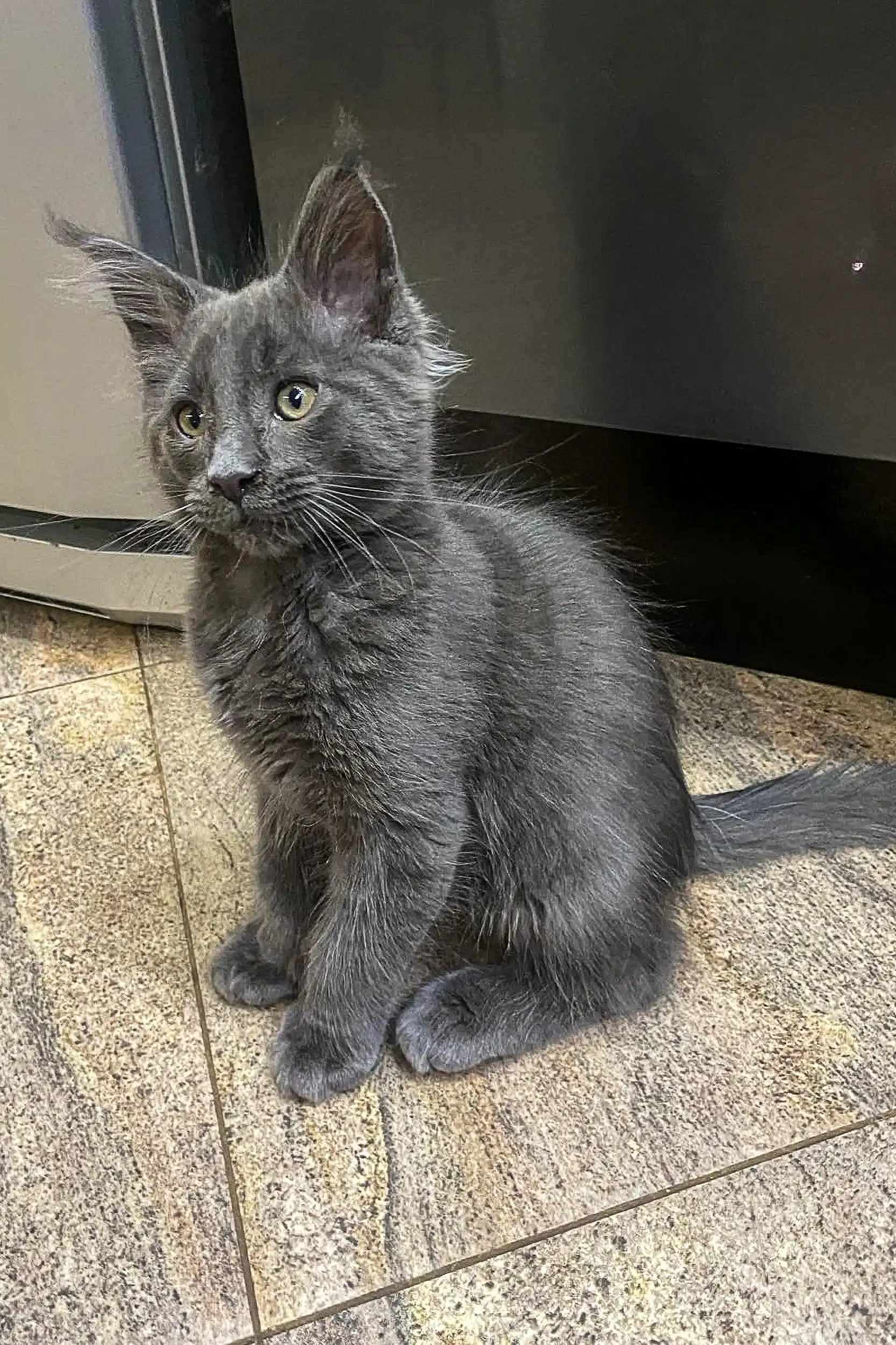 Tom | Maine Coon Kitten - Image 6