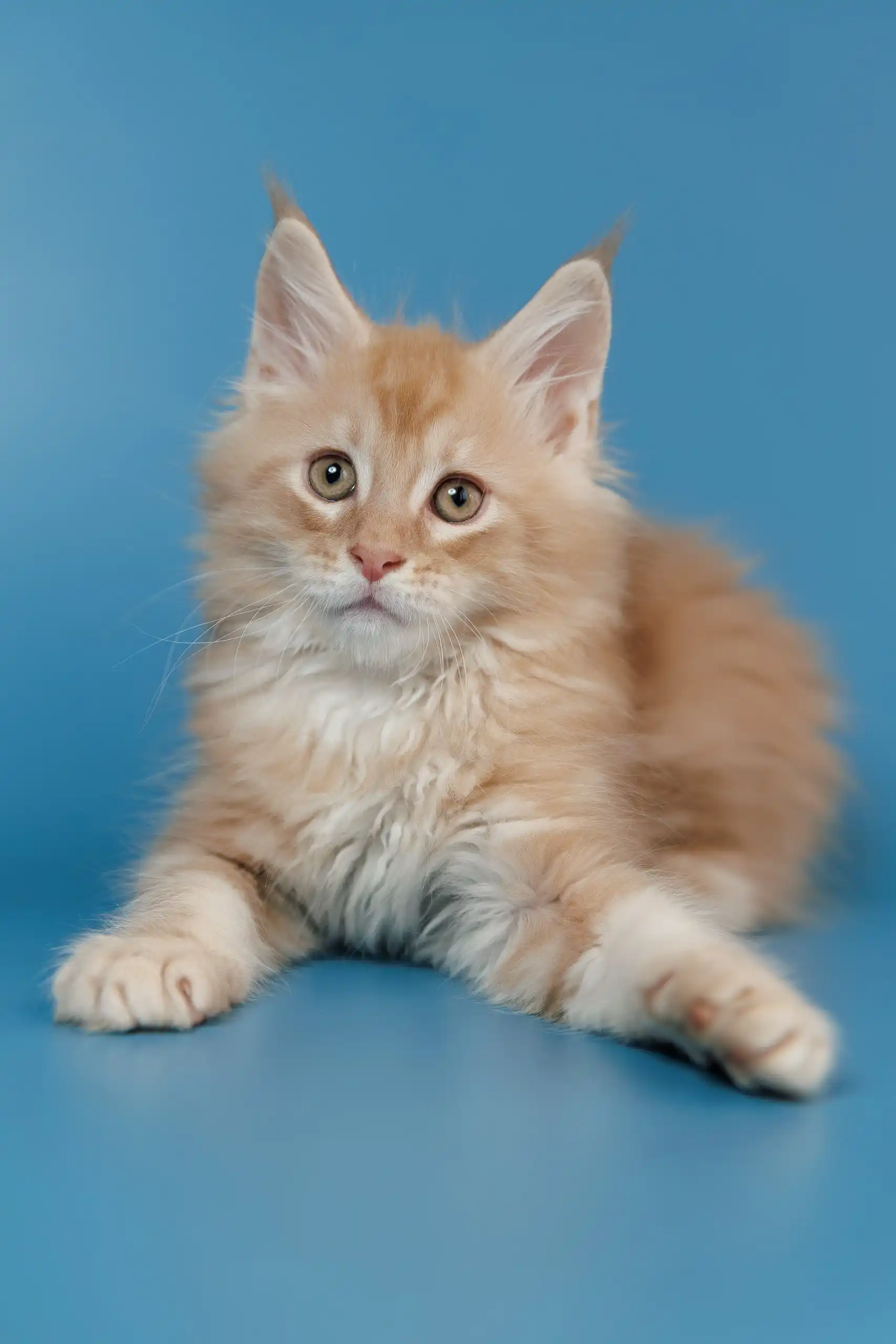Tommy | Maine Coon Kitten - Image 2