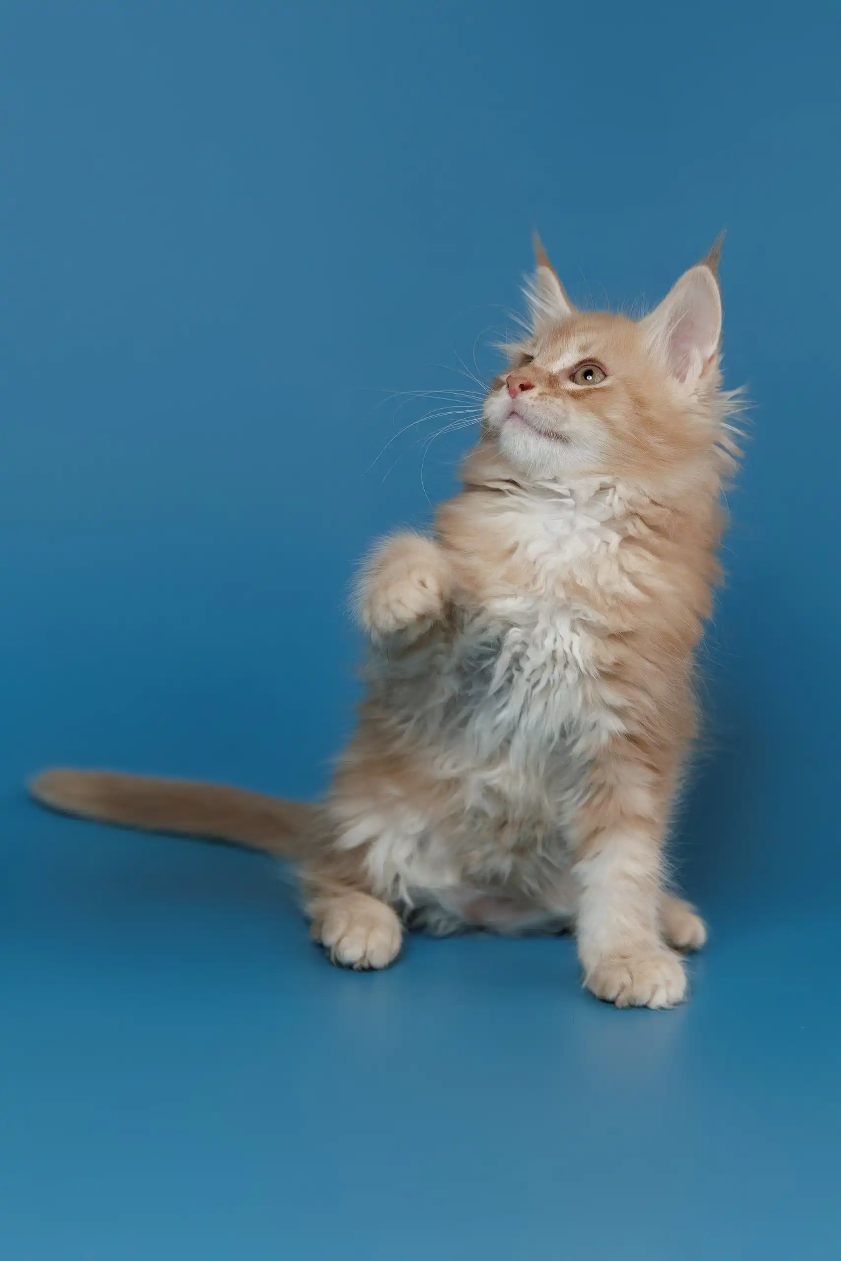Tommy | Maine Coon Kitten - Image 5