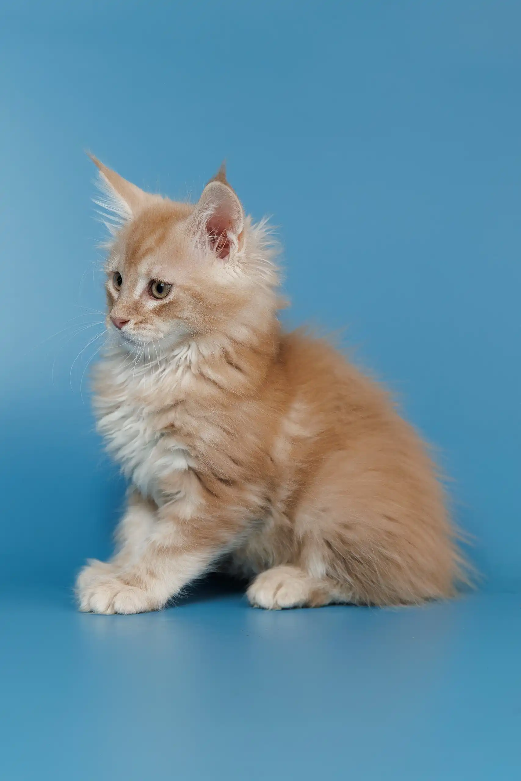 Tommy | Maine Coon Kitten - Image 7