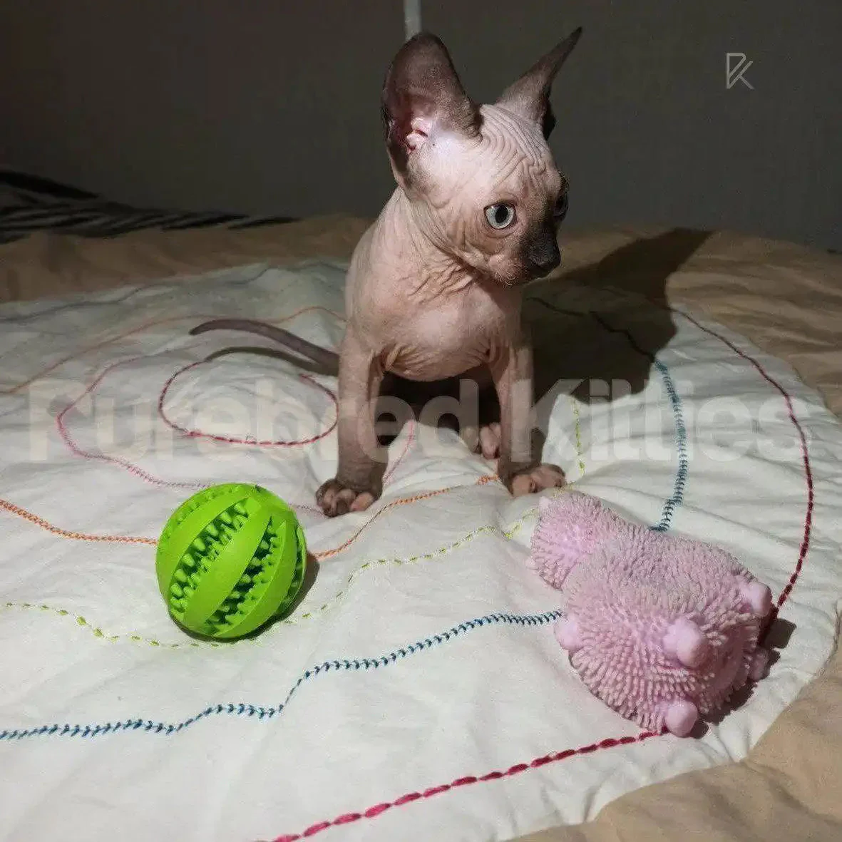 Tommy | Sphynx Kitten - Image 3