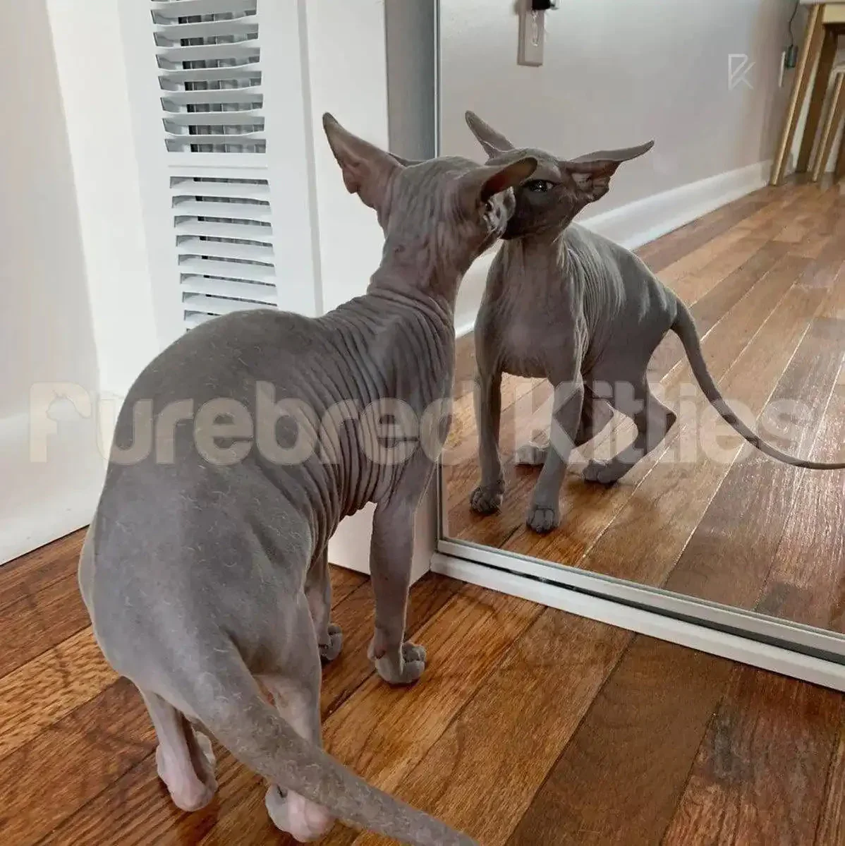 Tommy | Sphynx Kitten - Image 3