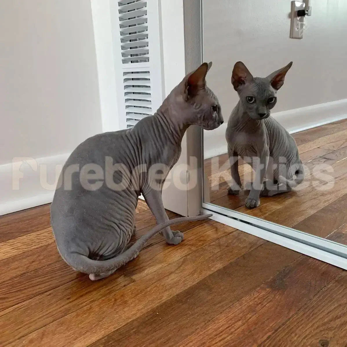 Tommy | Sphynx Kitten - Image 4