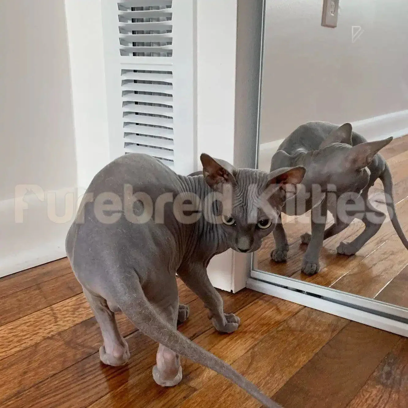 Tommy | Sphynx Kitten - Image 5