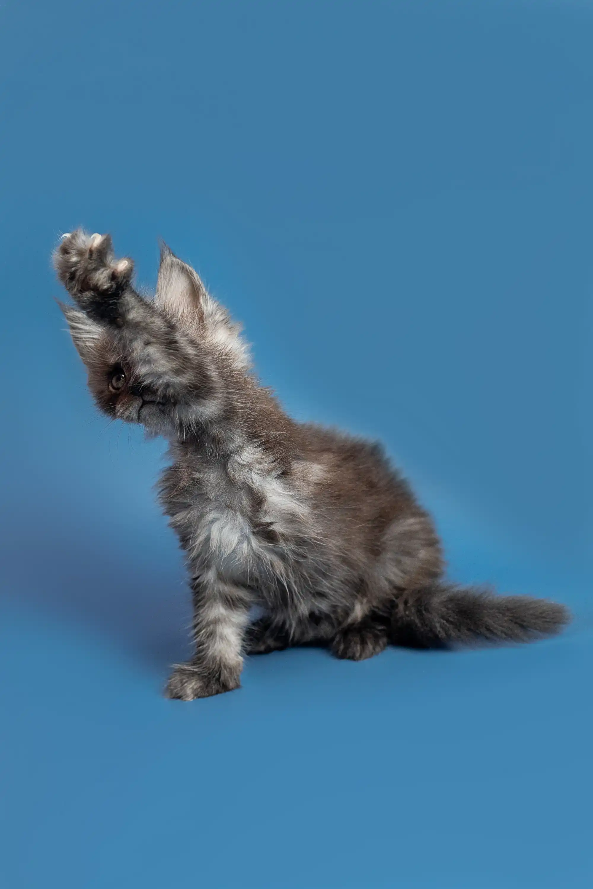 Tony | Maine Coon Kitten - Image 14