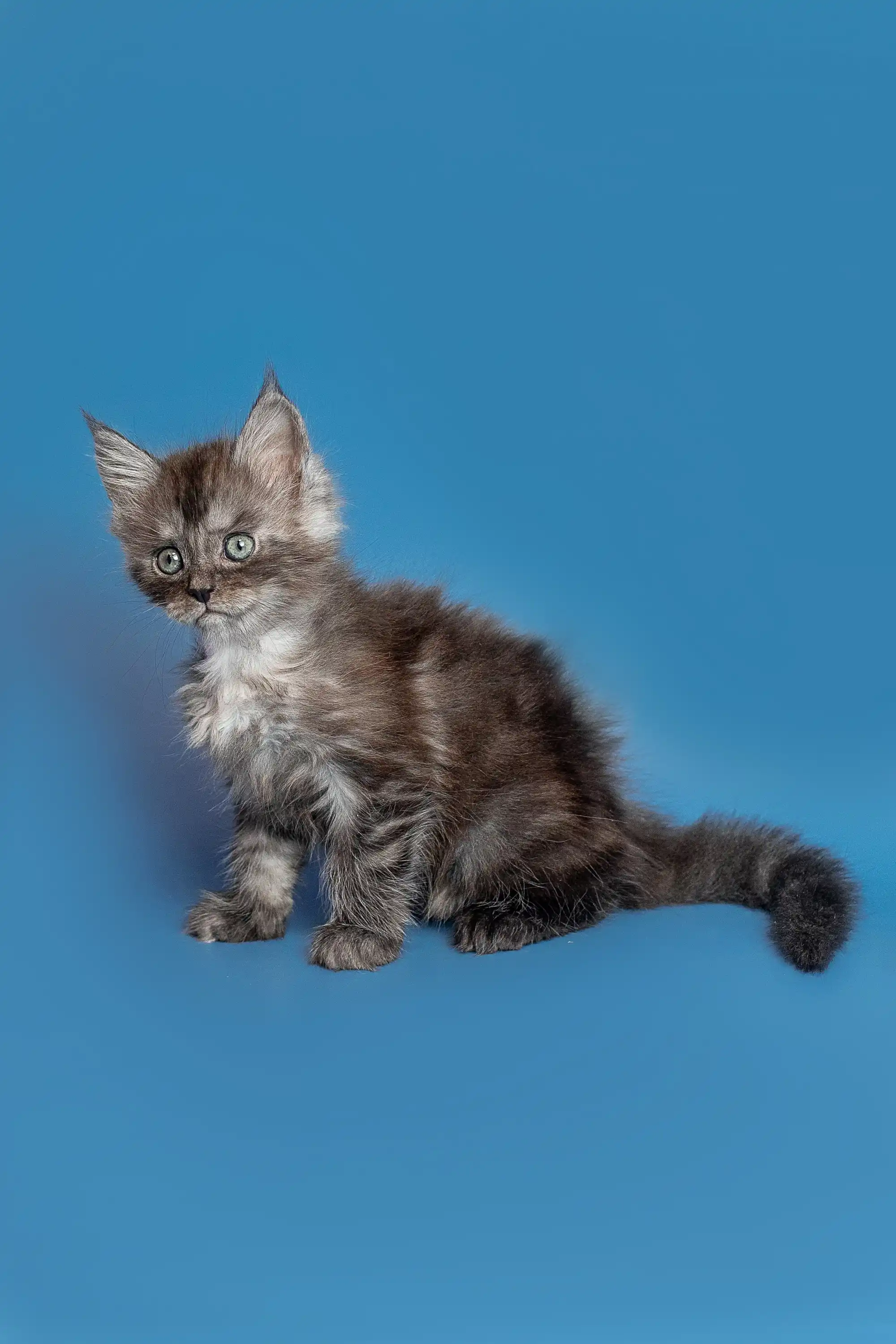 Tony | Maine Coon Kitten - Image 8