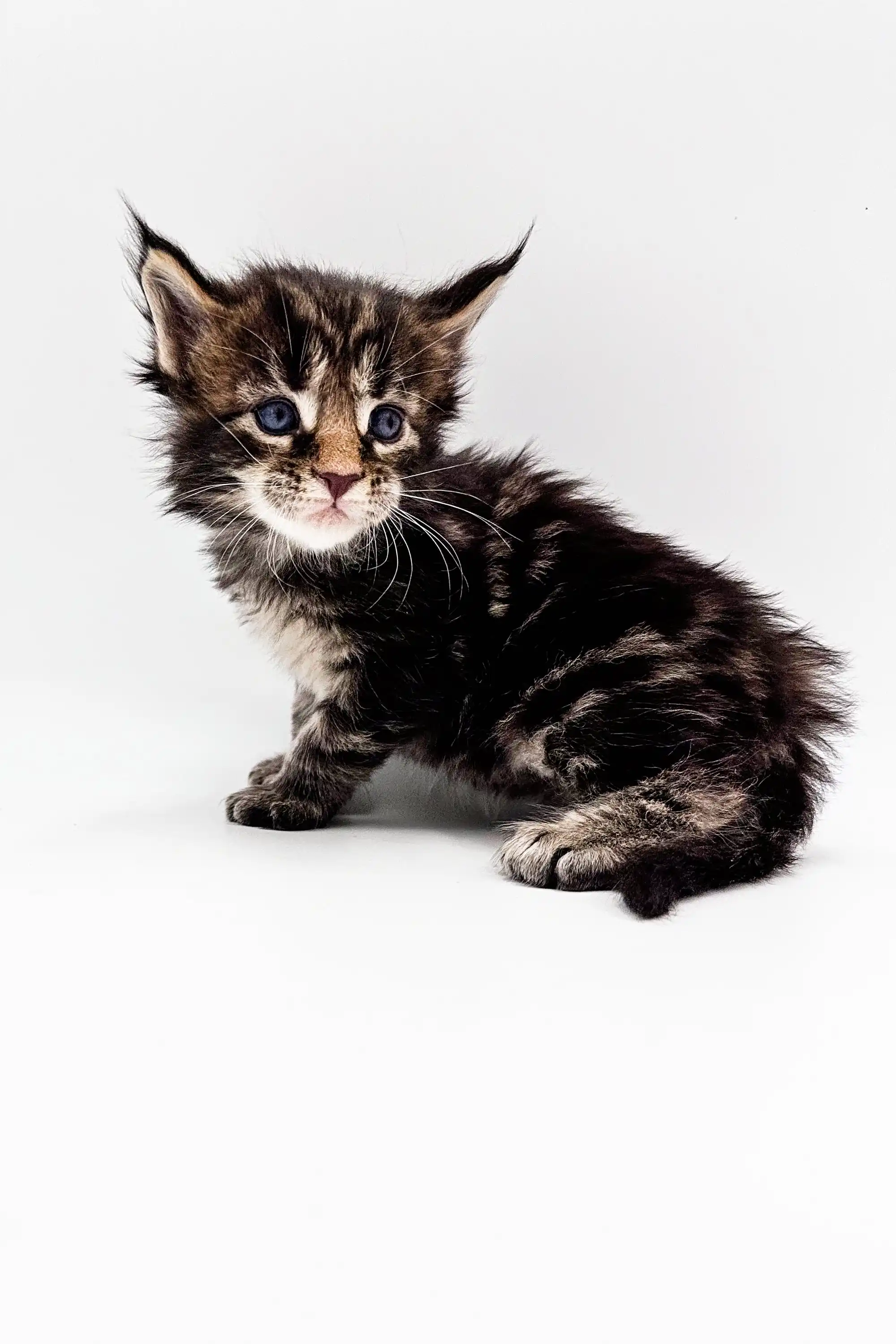 Touareg | Polydactyl Maine Coon Kitten - Image 3