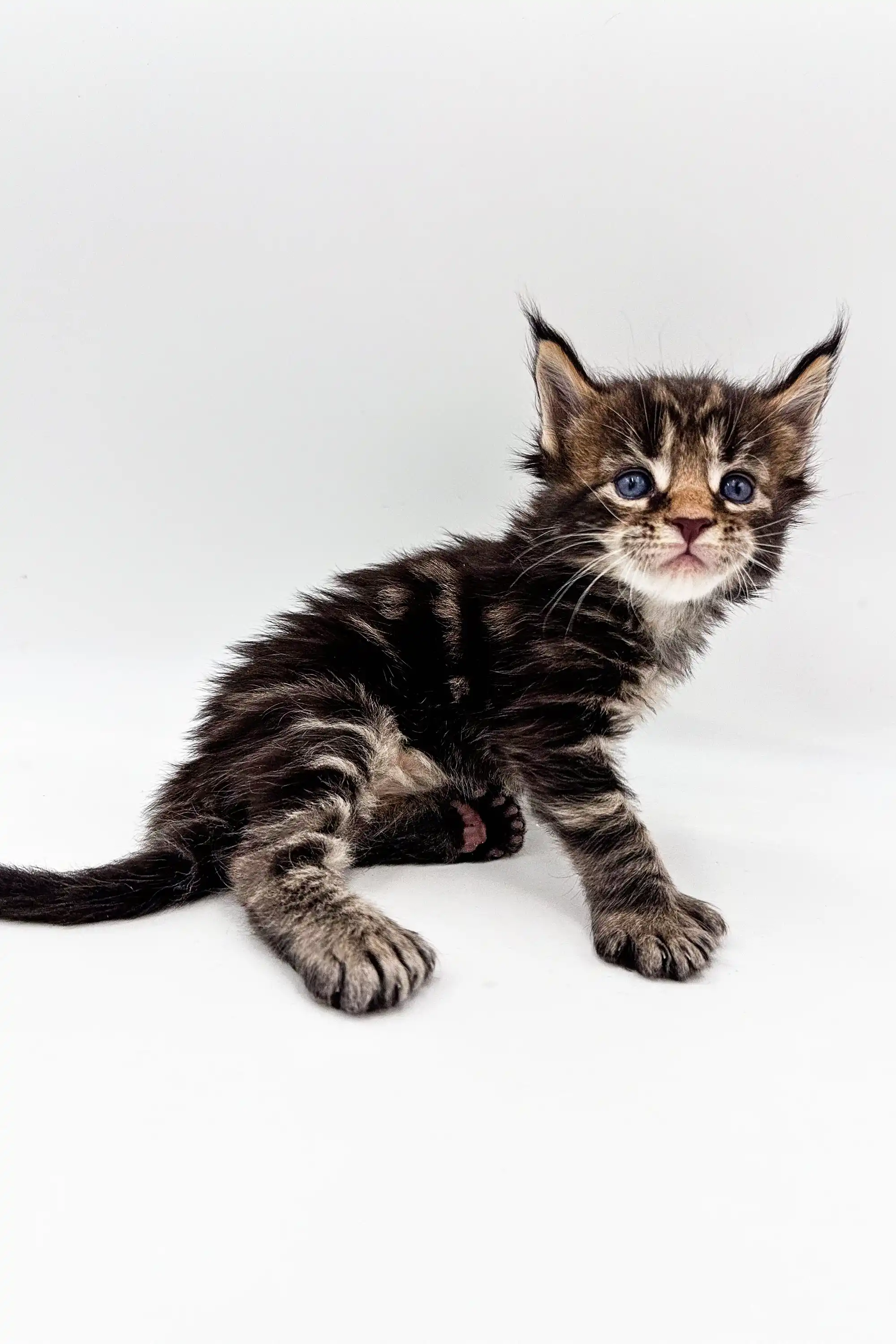 Touareg | Polydactyl Maine Coon Kitten - Image 5