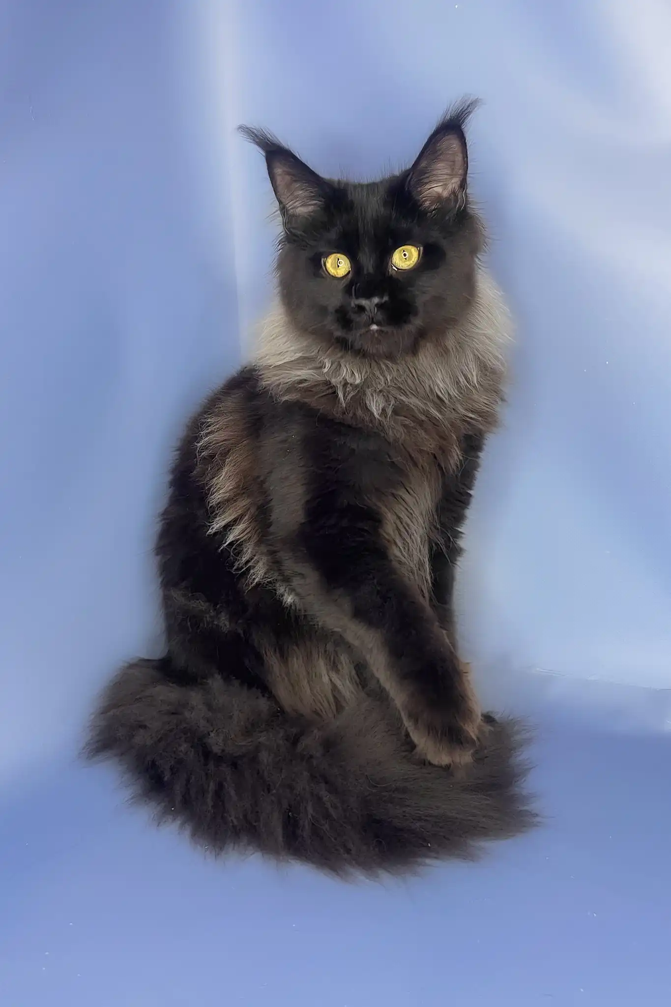 Trinity | Maine Coon Kitten - Image 6