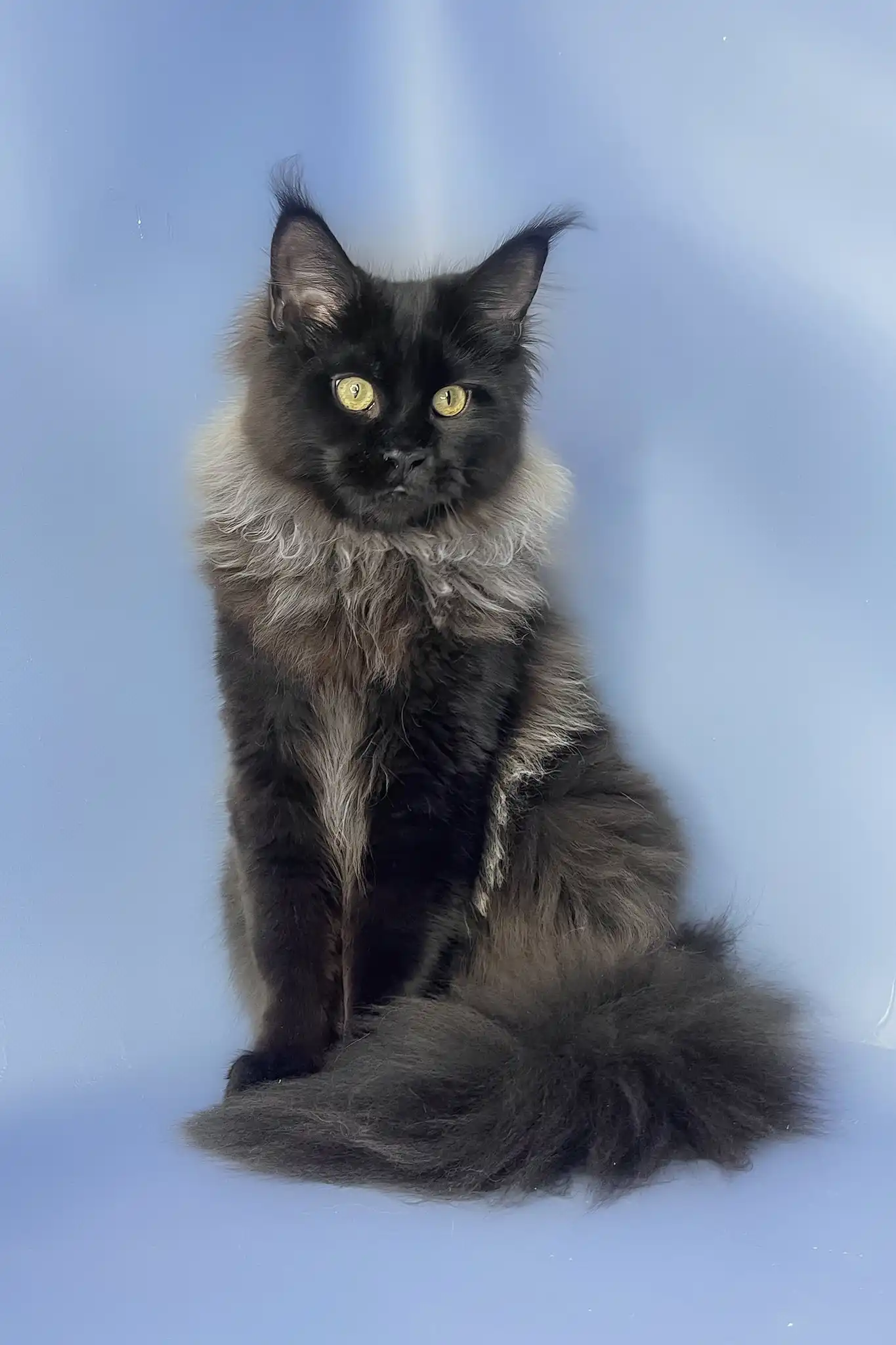 Trinity | Maine Coon Kitten - Image 7