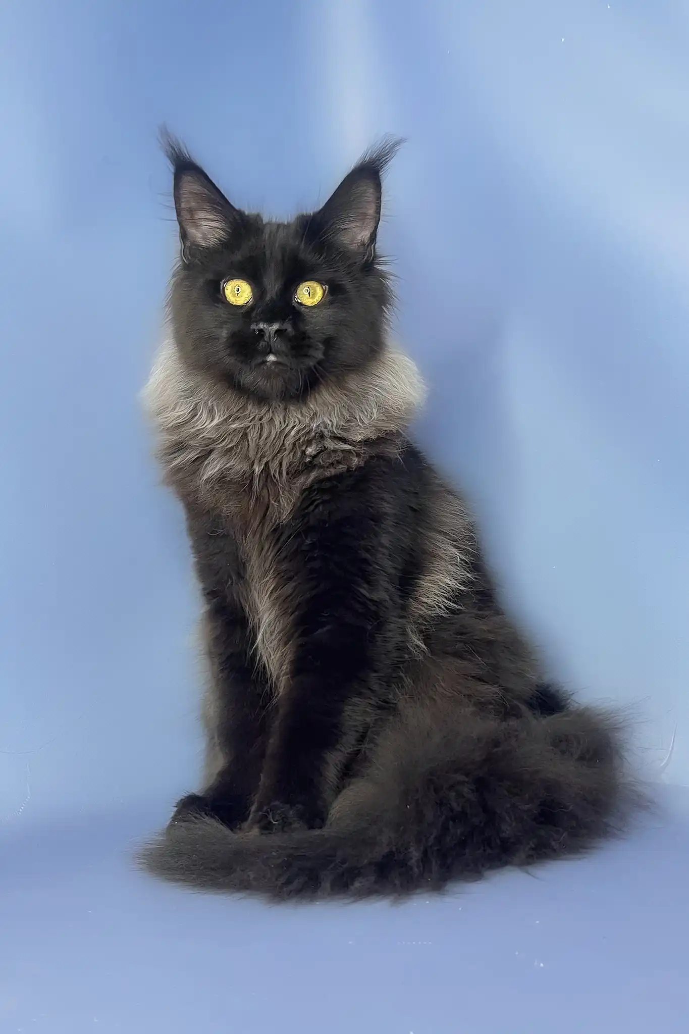 Trinity | Maine Coon Kitten - Image 8