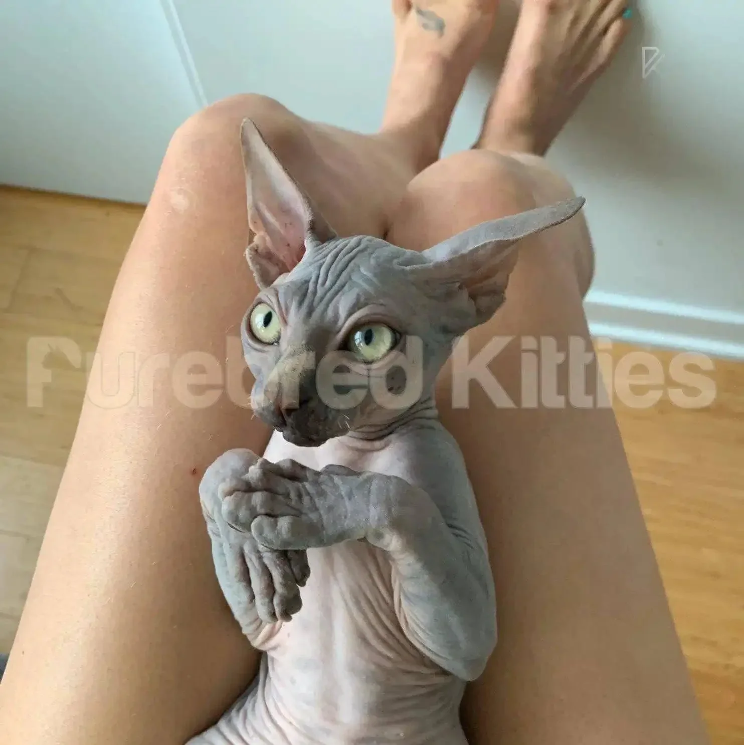 Tux | Sphynx Kitten | - Image 3