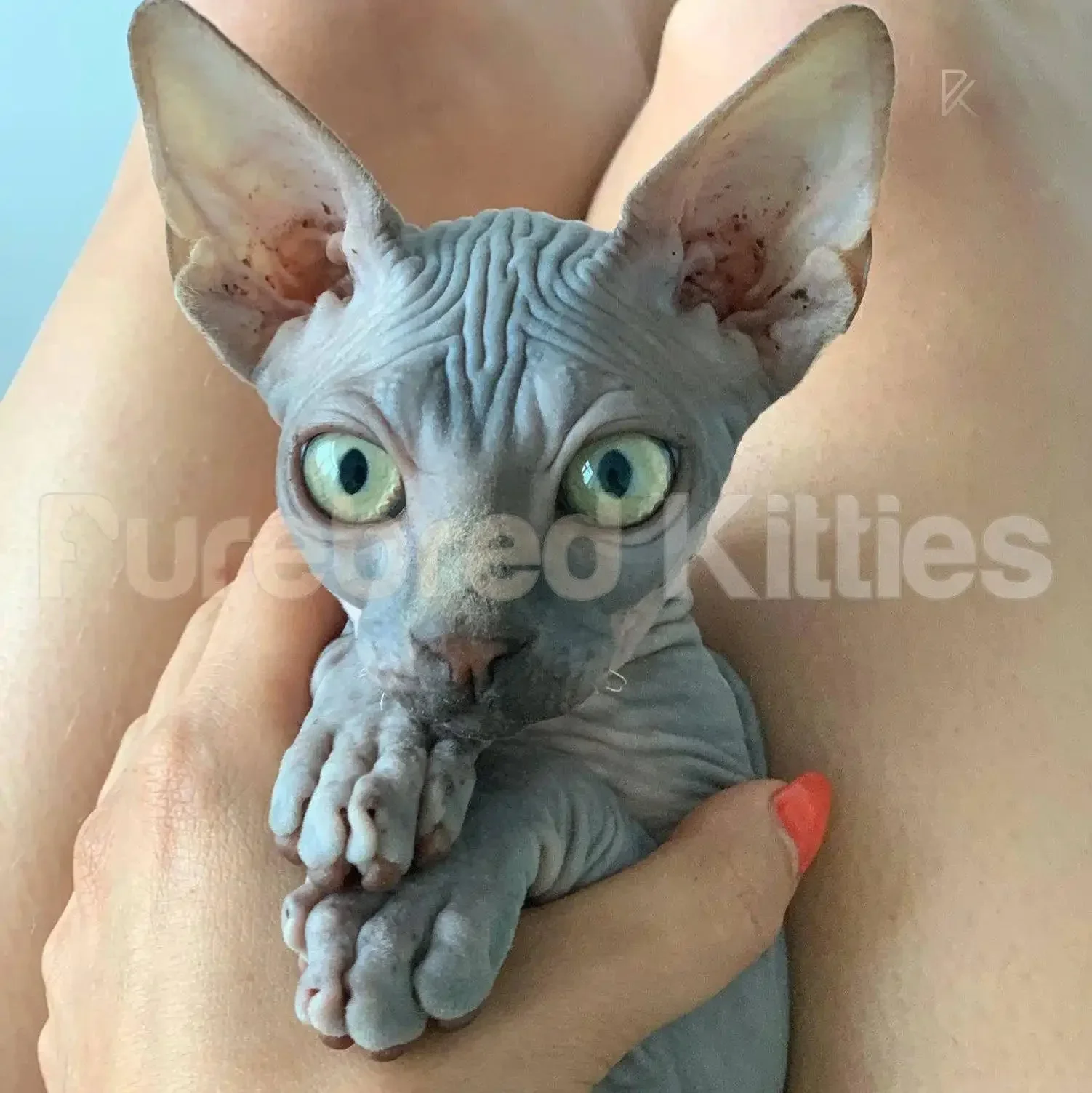 Tux | Sphynx Kitten | - Image 4