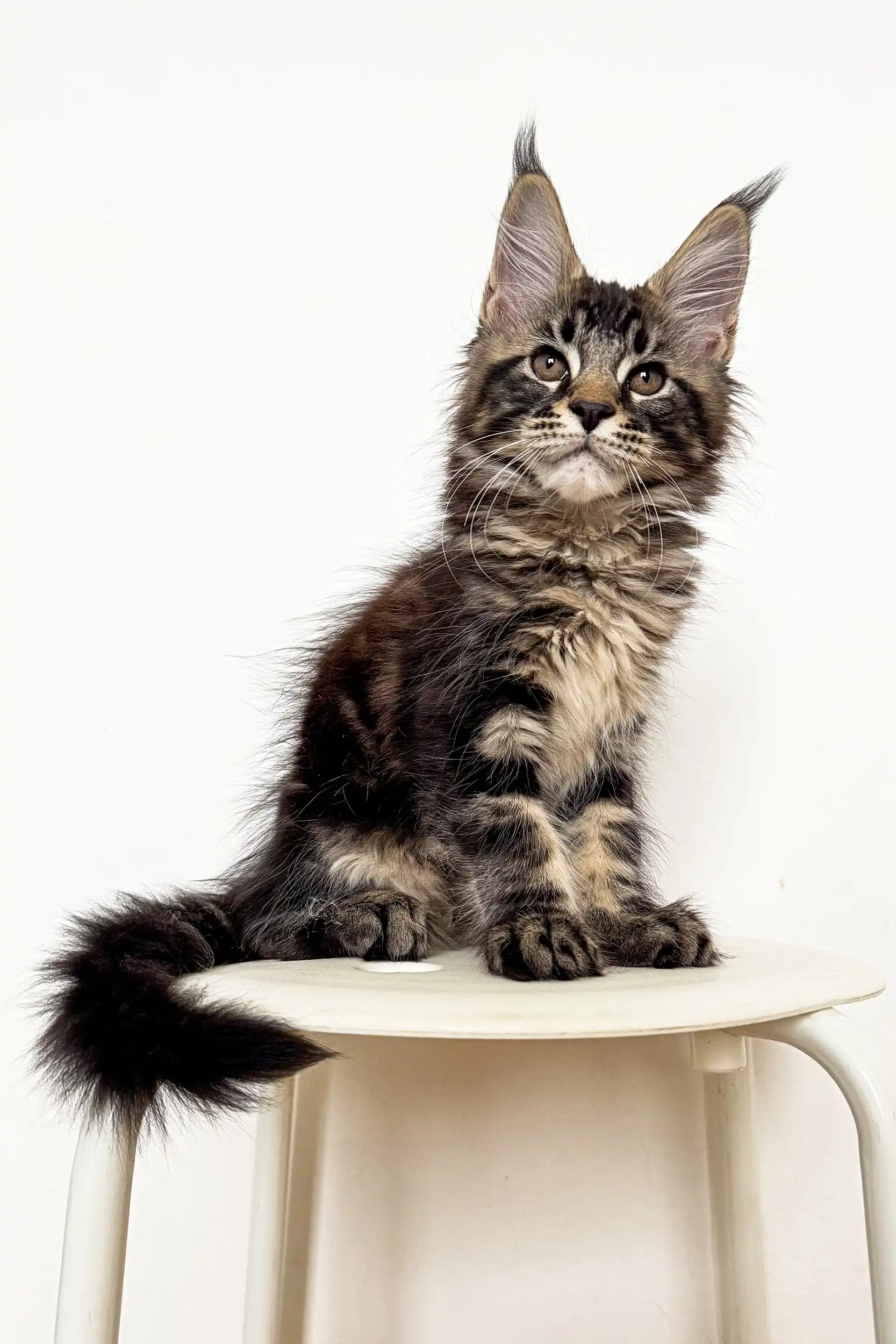 Tyson | Maine Coon Kitten - Image 4