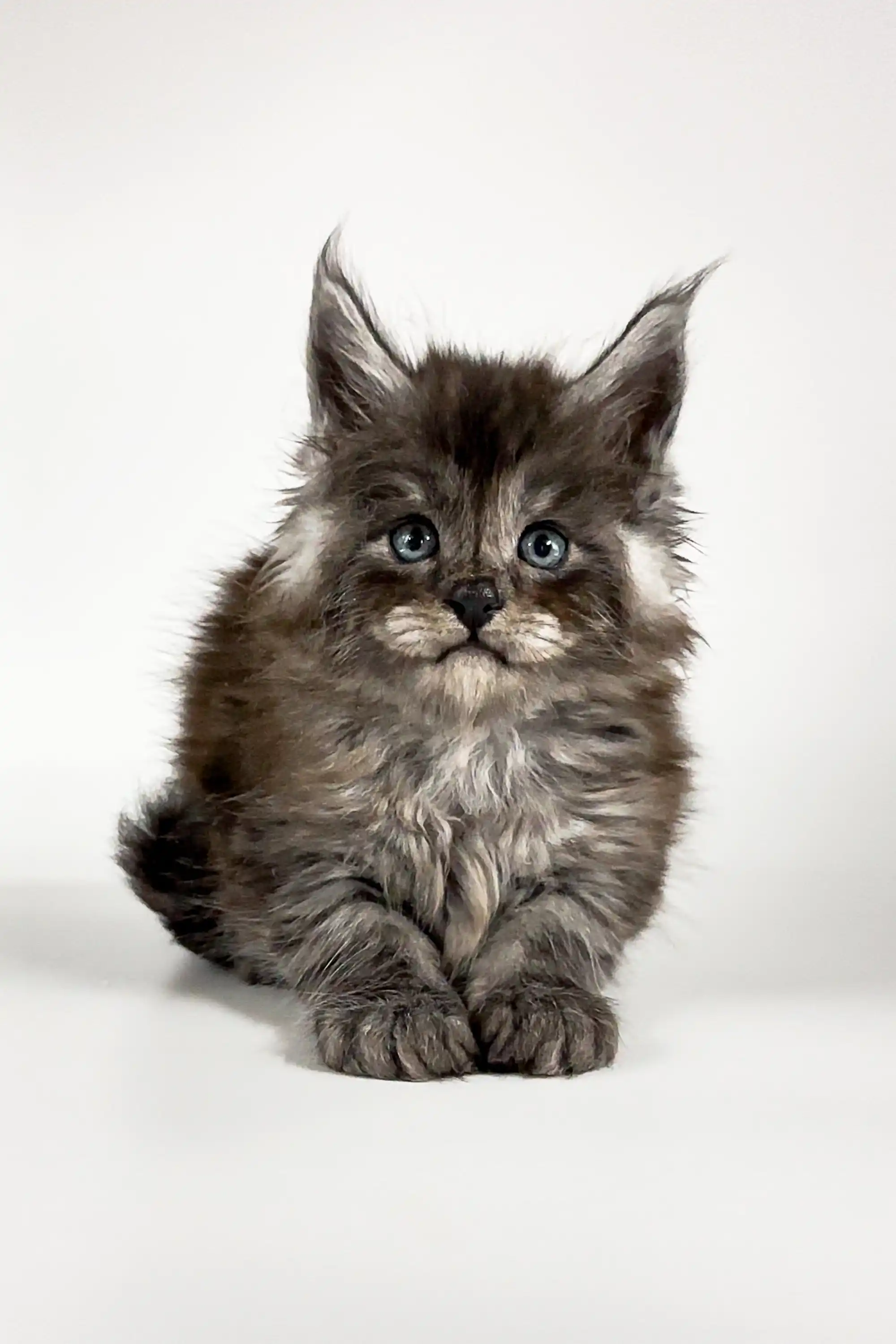 Ugo | Maine Coon Kitten - Image 3
