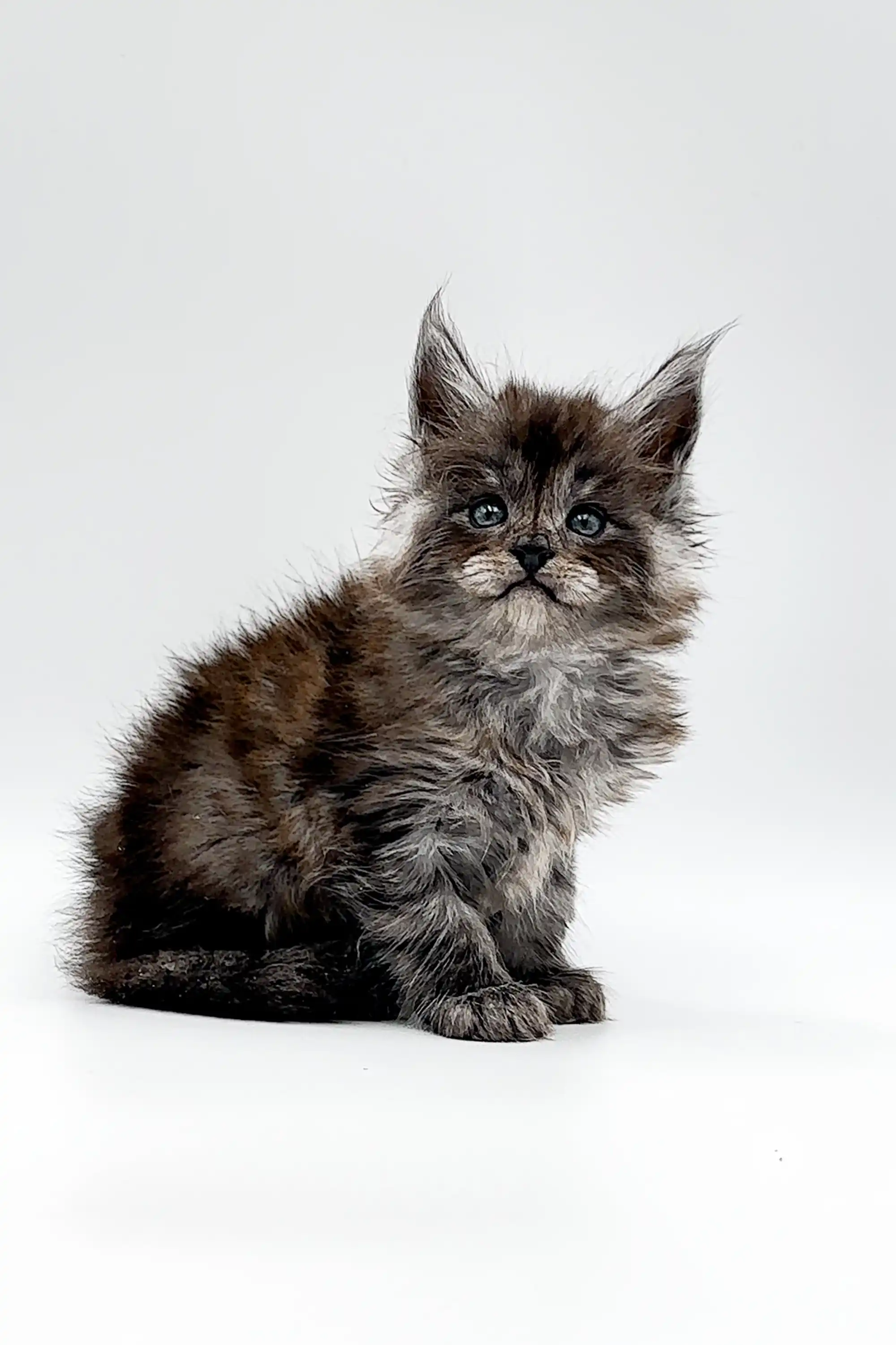 Ugo | Maine Coon Kitten - Image 6