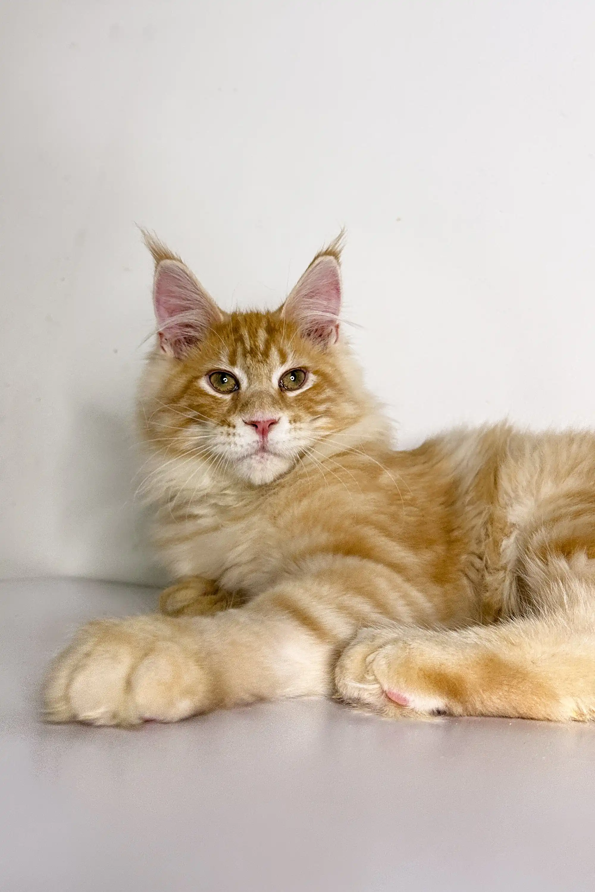 Ukko | Maine Coon Kitten - Image 7