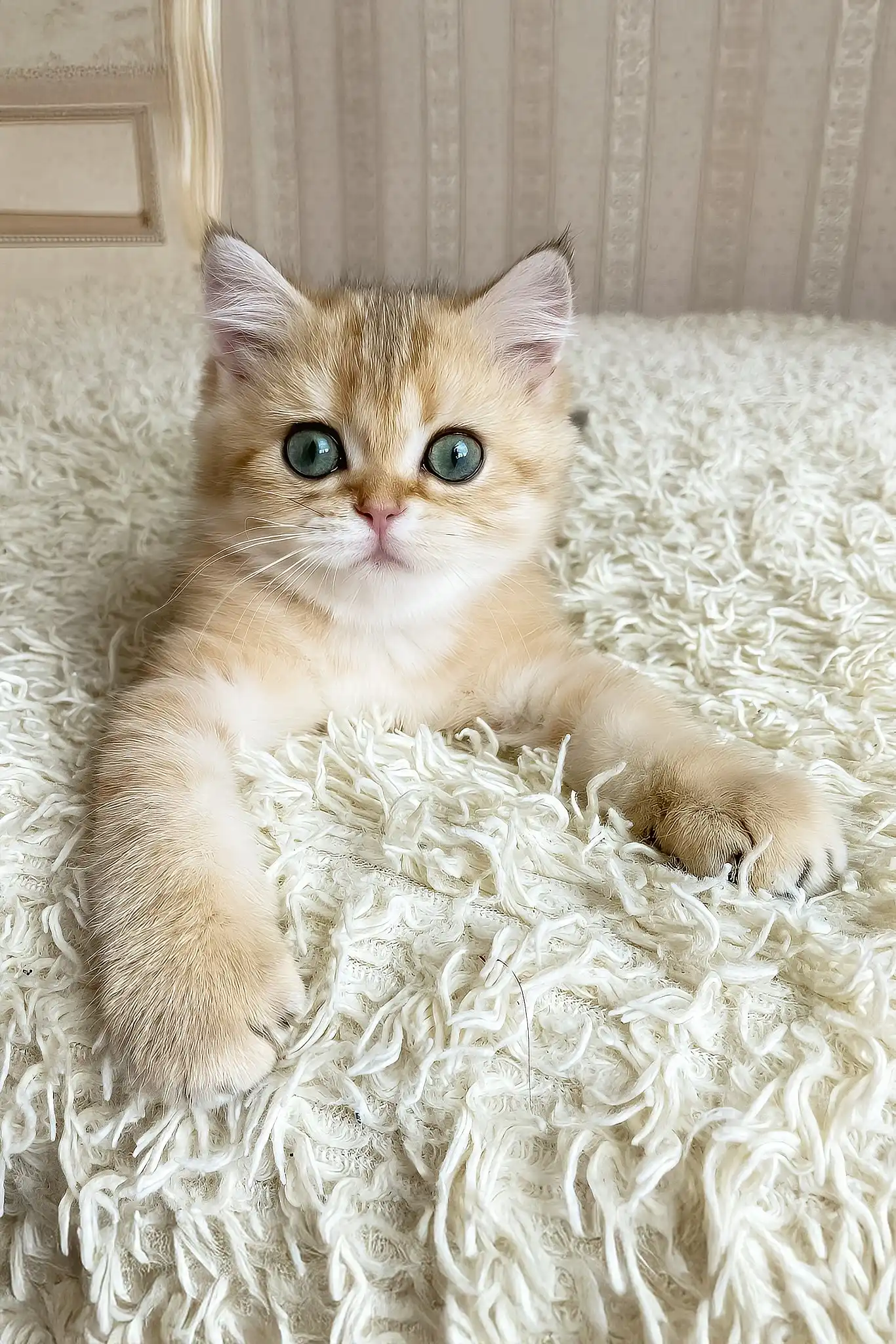 Ulan | British Shorthair Kitten - Image 5