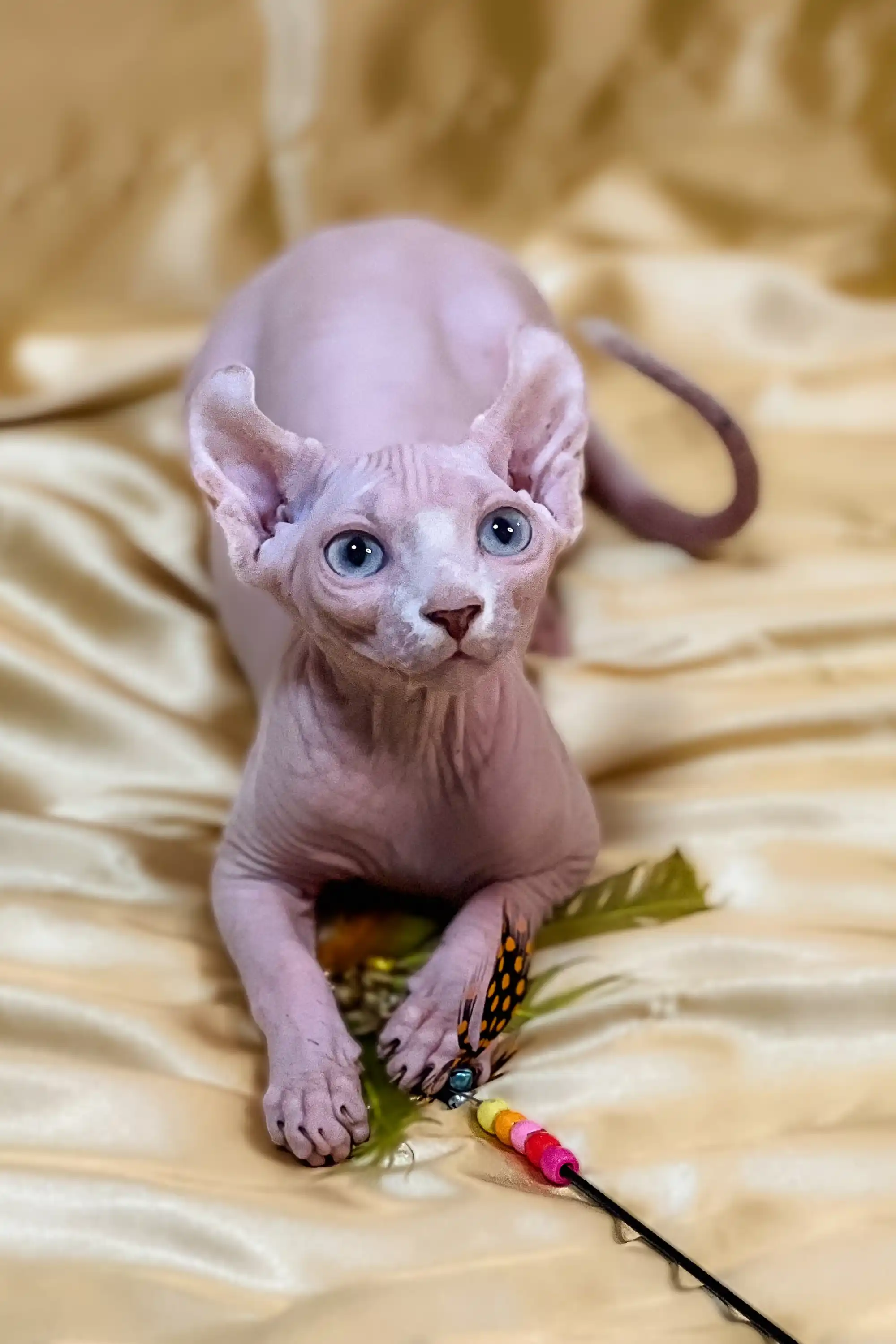 Ulla | Elf Kitten - Image 10