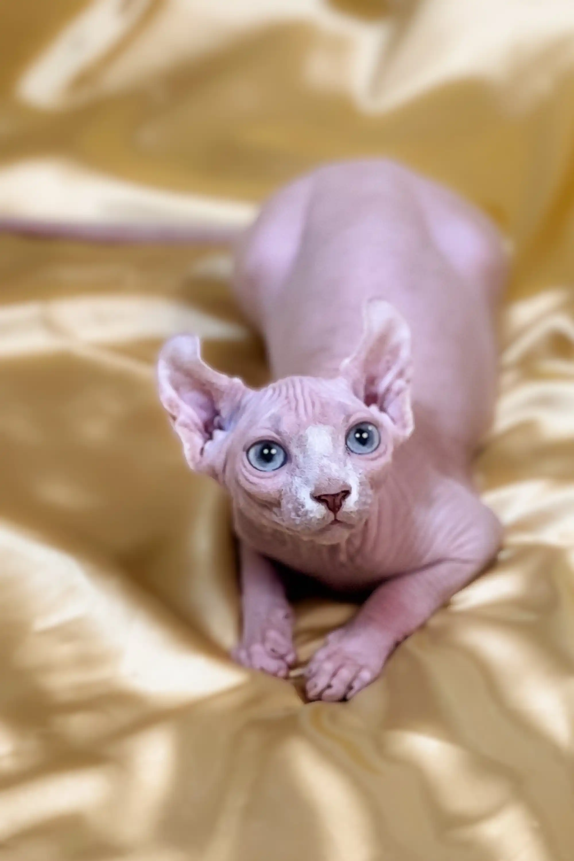 Ulla | Elf Kitten - Image 11