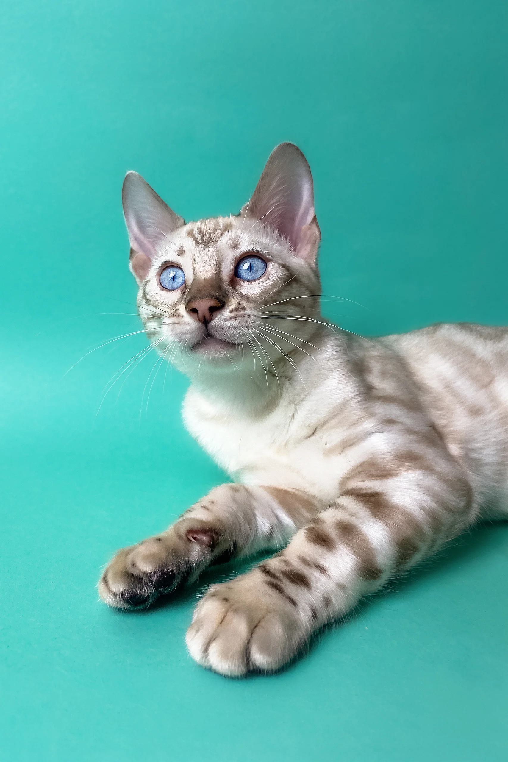 Uma | Bengal Kitten - Image 2