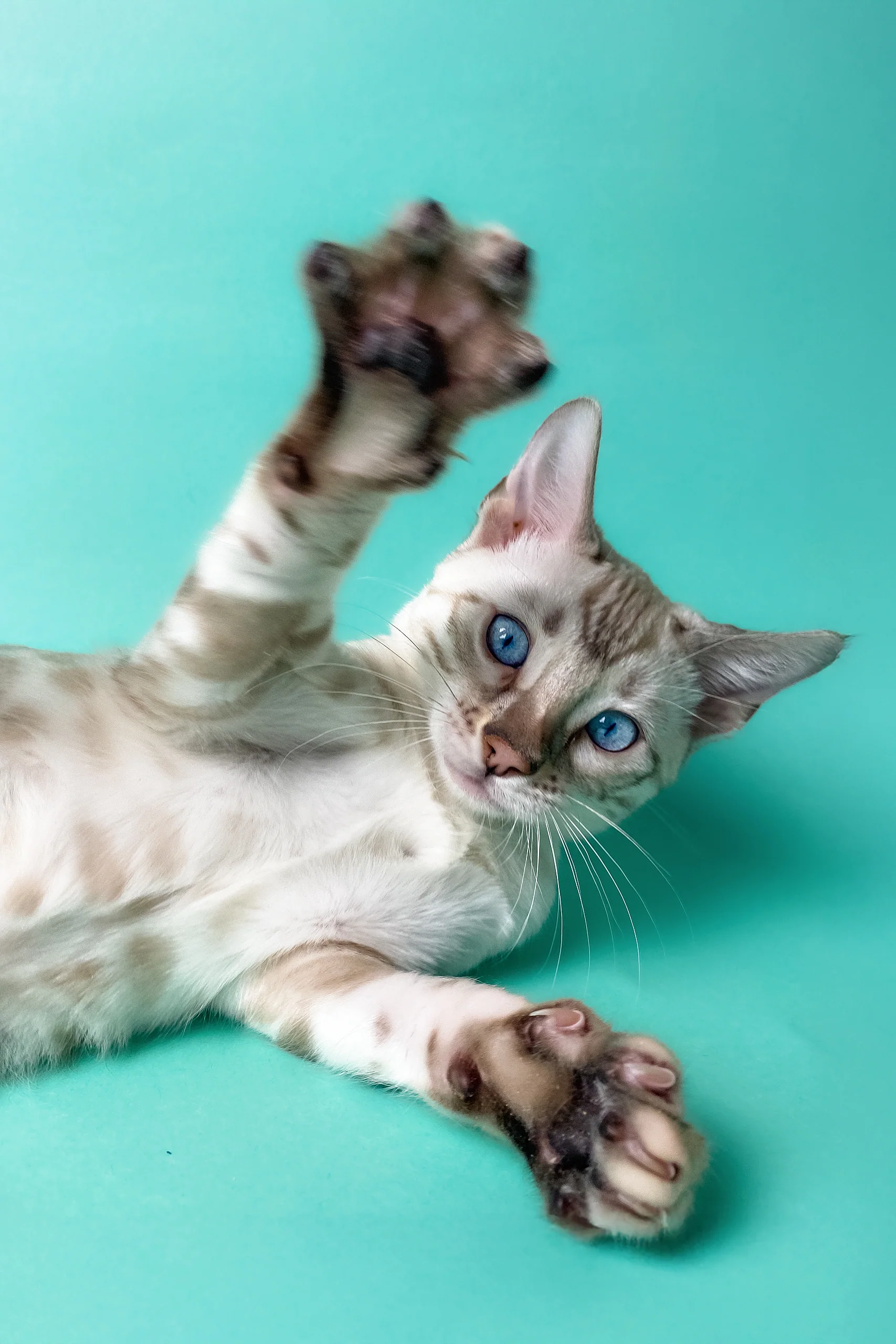 Uma | Bengal Kitten - Image 3