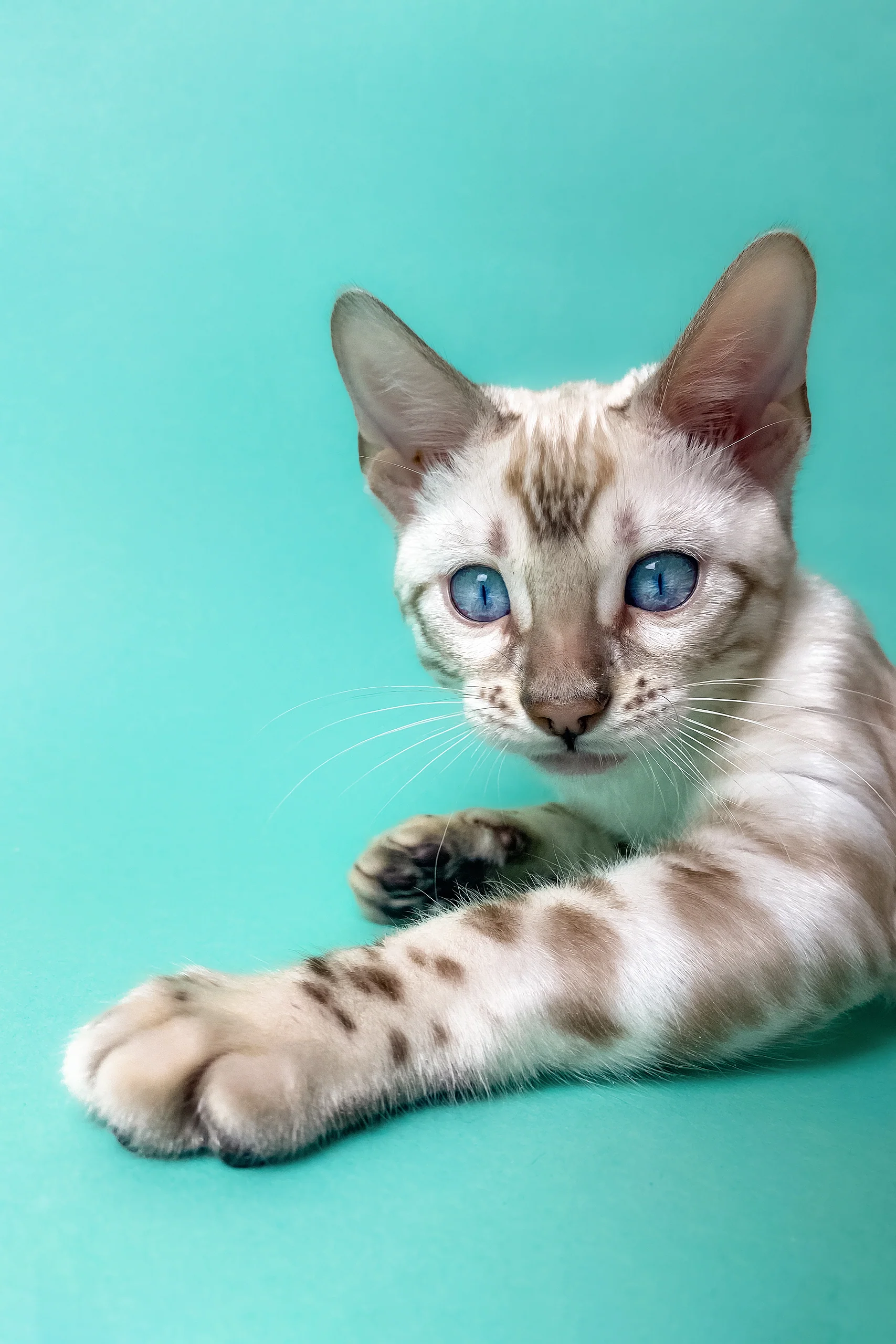 Uma | Bengal Kitten - Image 4