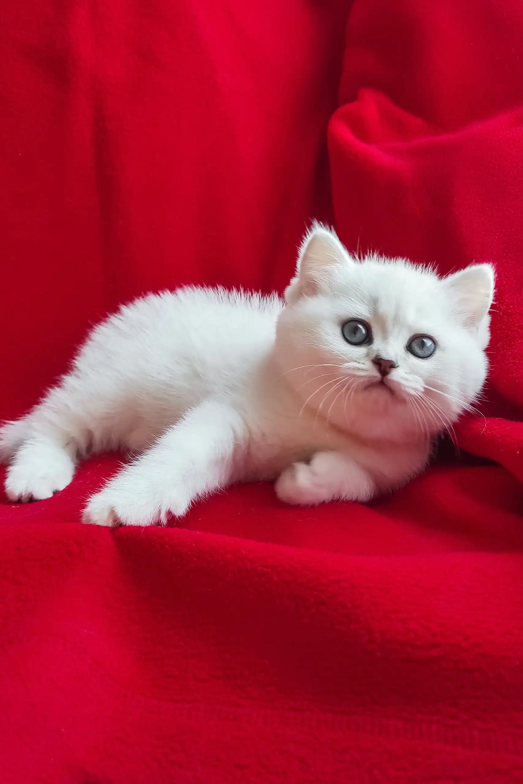 Uma | British Shorthair Kitten - Image 6