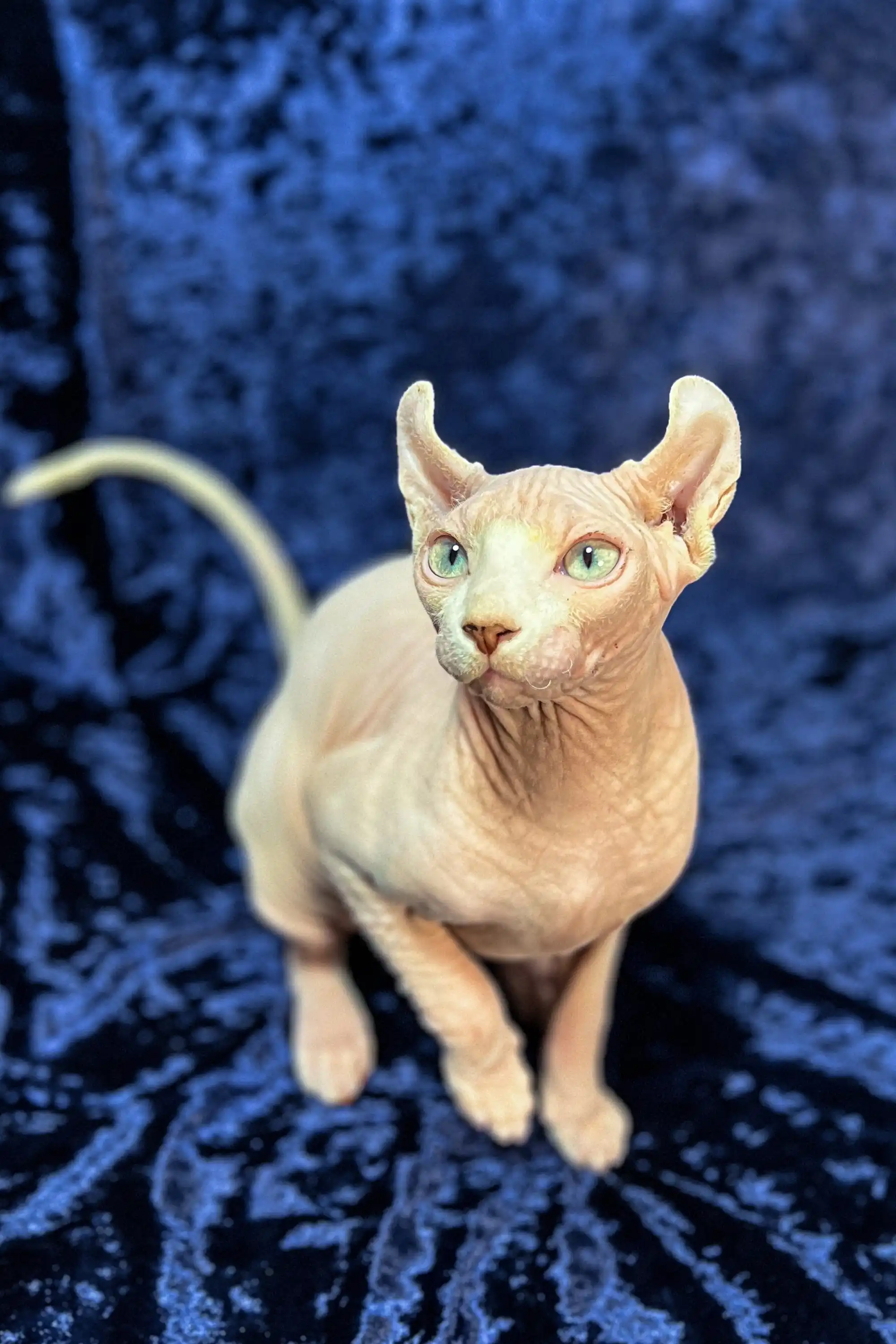 Uma | Elf Sphynx Kitten - Image 6