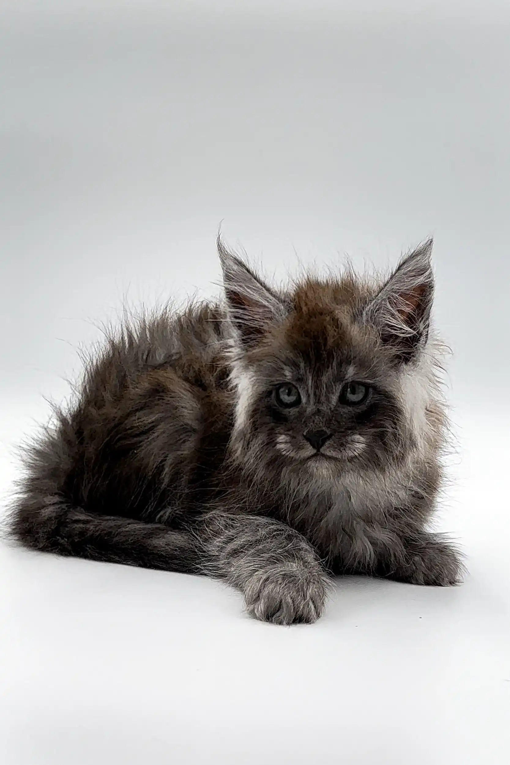 Umar | Maine Coon Kitten - Image 2