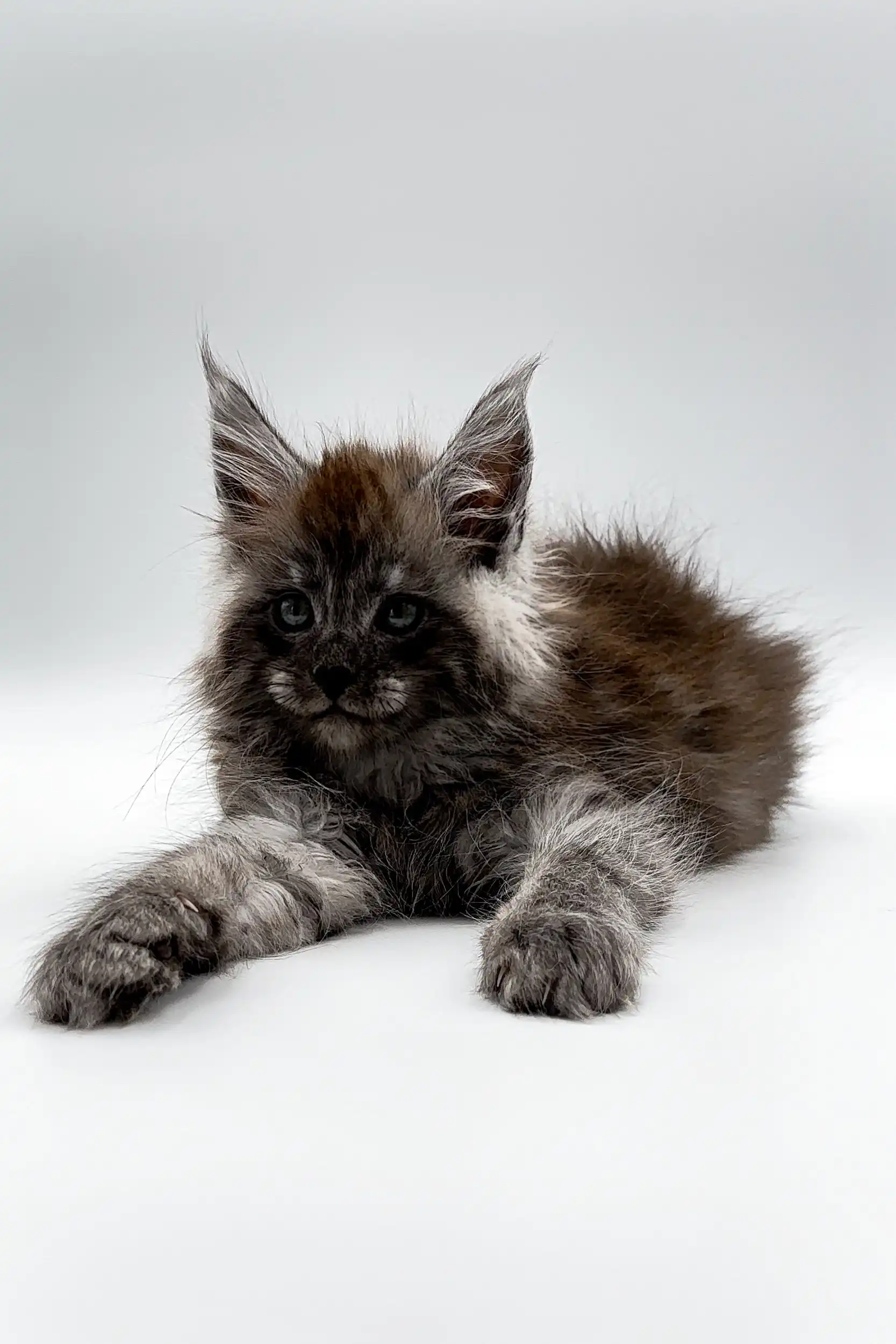 Umar | Maine Coon Kitten - Image 6
