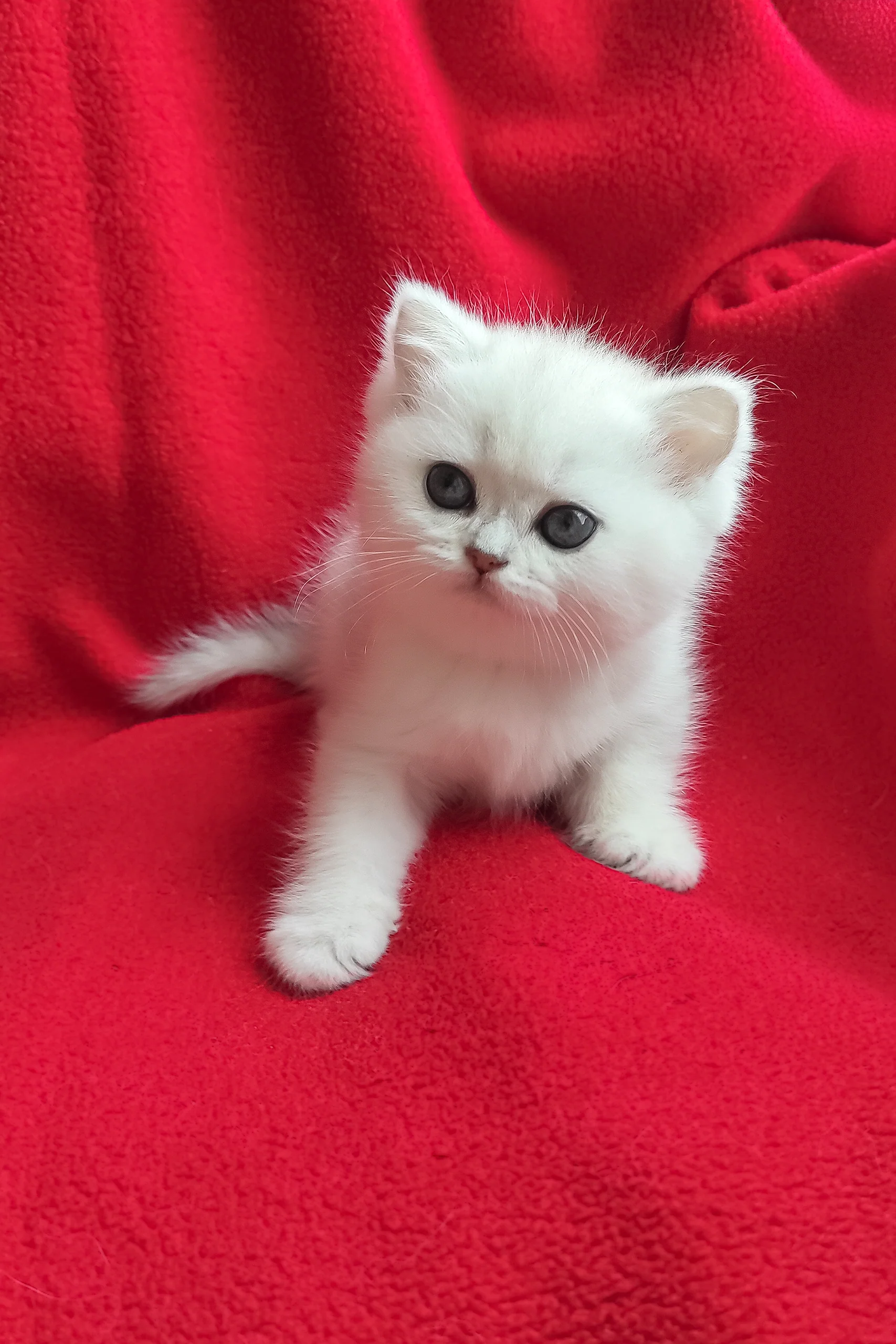 Umi | British Shorthair Kitten - Image 14