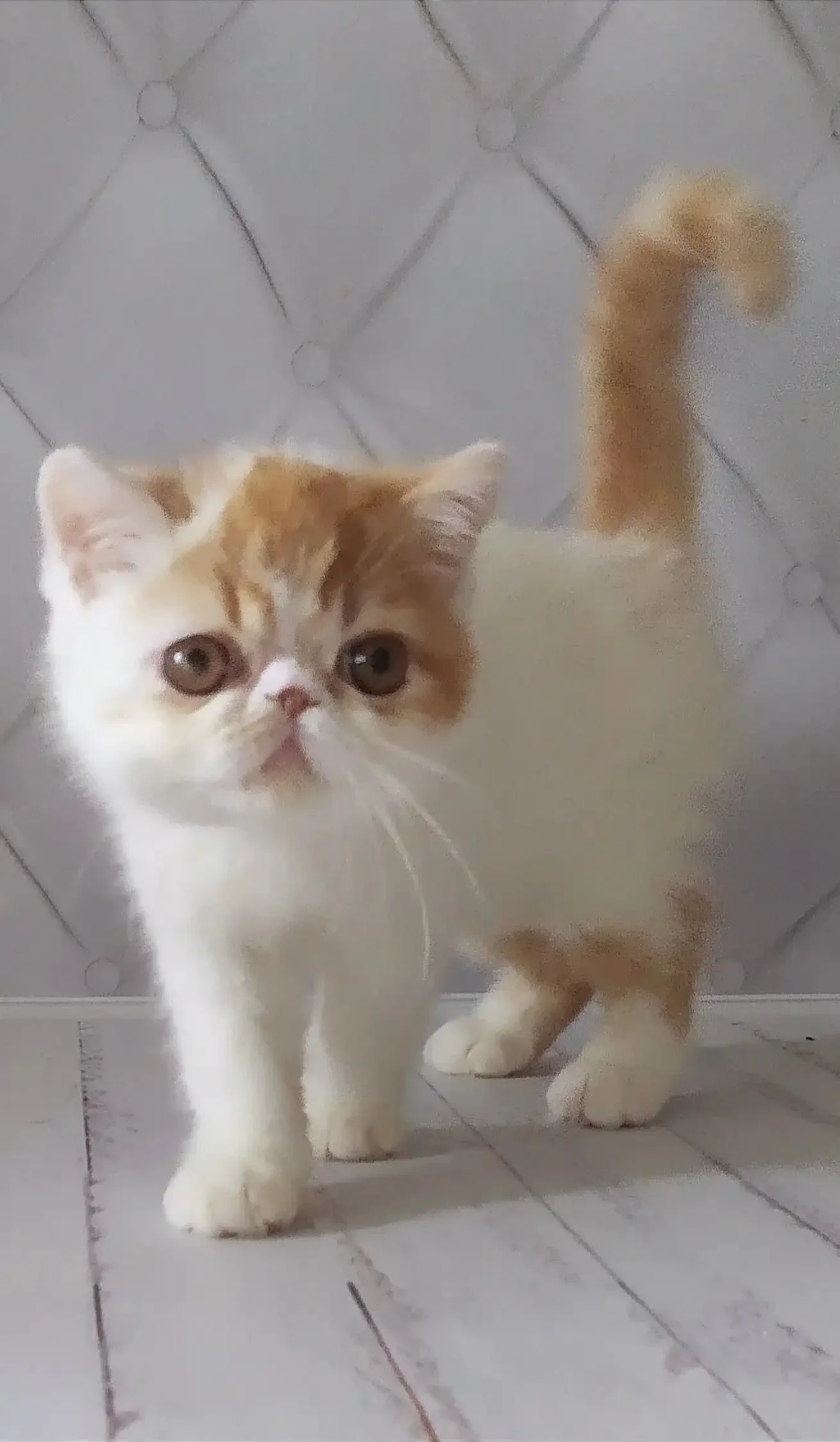 Umka | Exotic Shorthair Kitten
