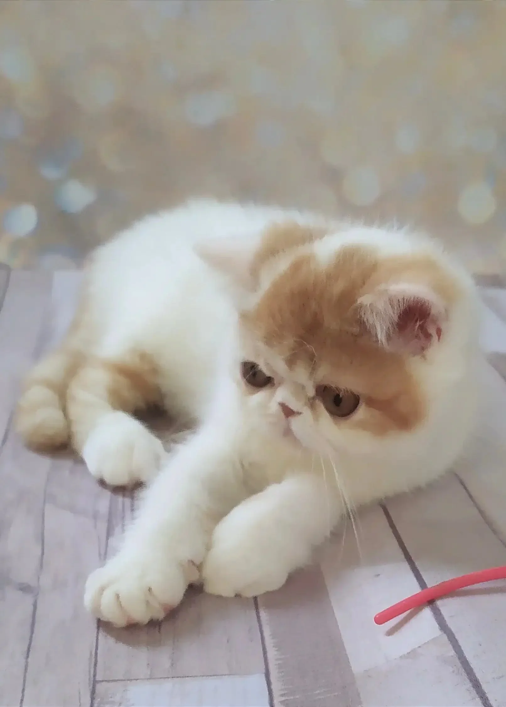 Umka | Exotic Shorthair Kitten - Image 3