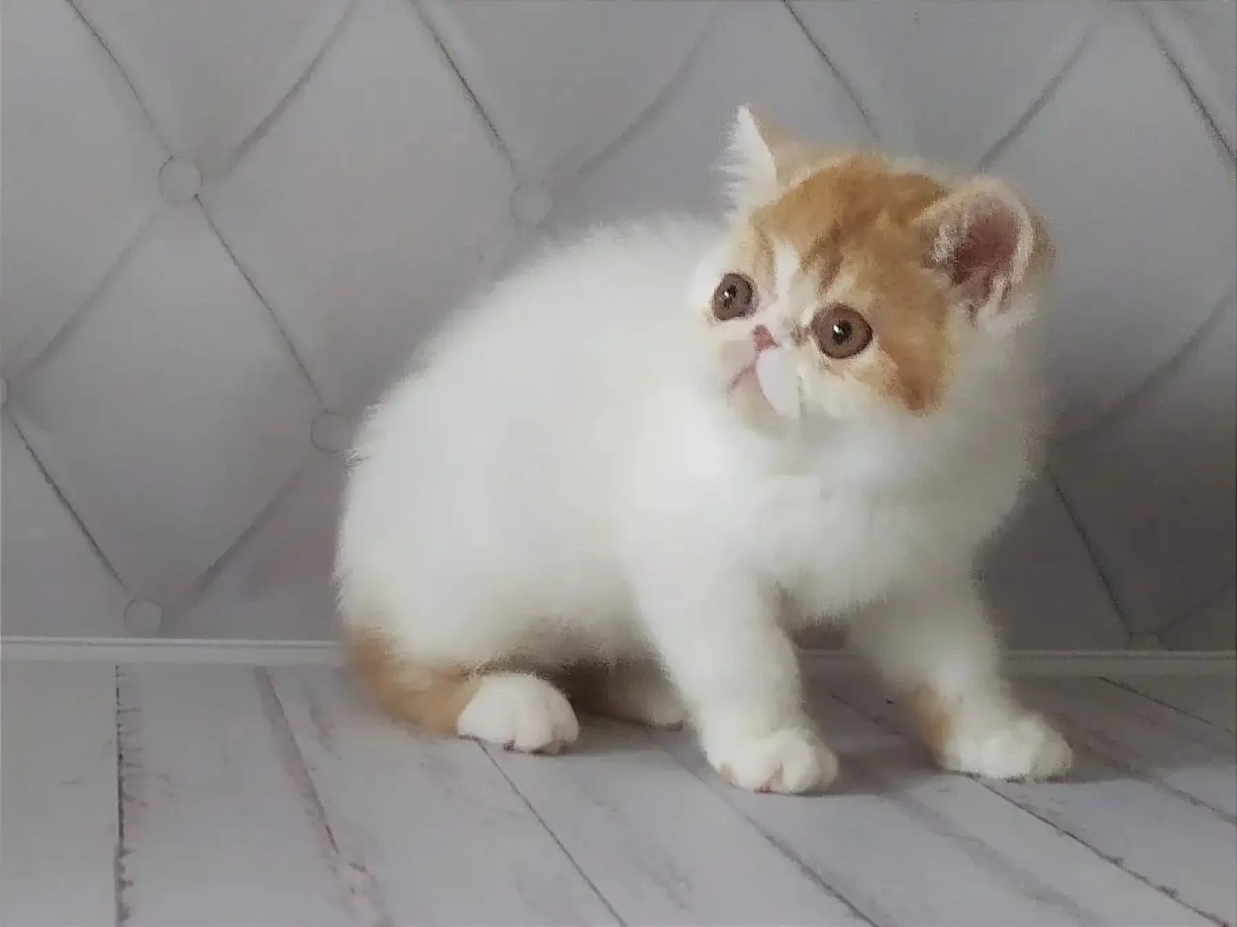 Umka | Exotic Shorthair Kitten - Image 4
