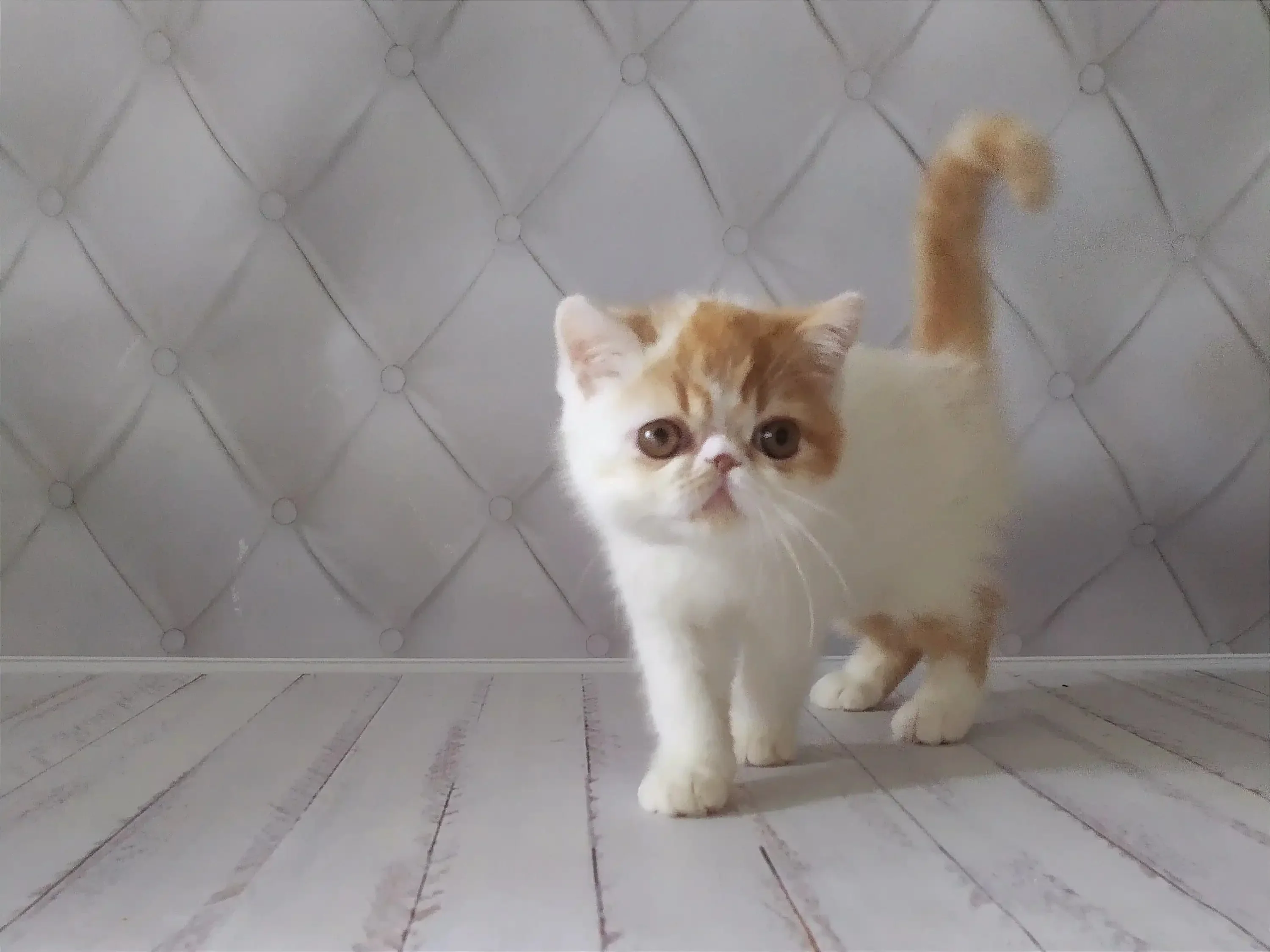 Umka | Exotic Shorthair Kitten - Image 5