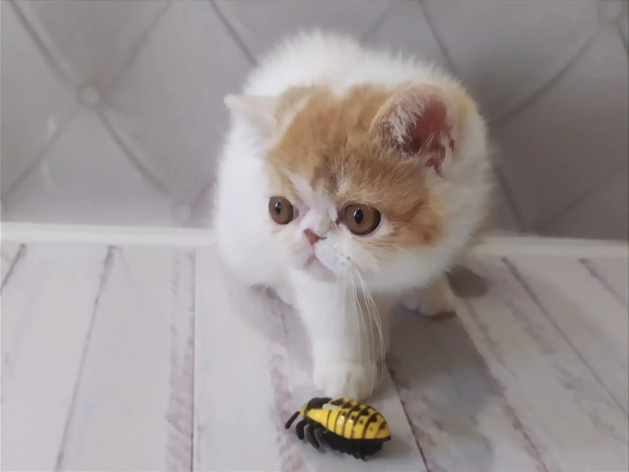 Umka | Exotic Shorthair Kitten - Image 6