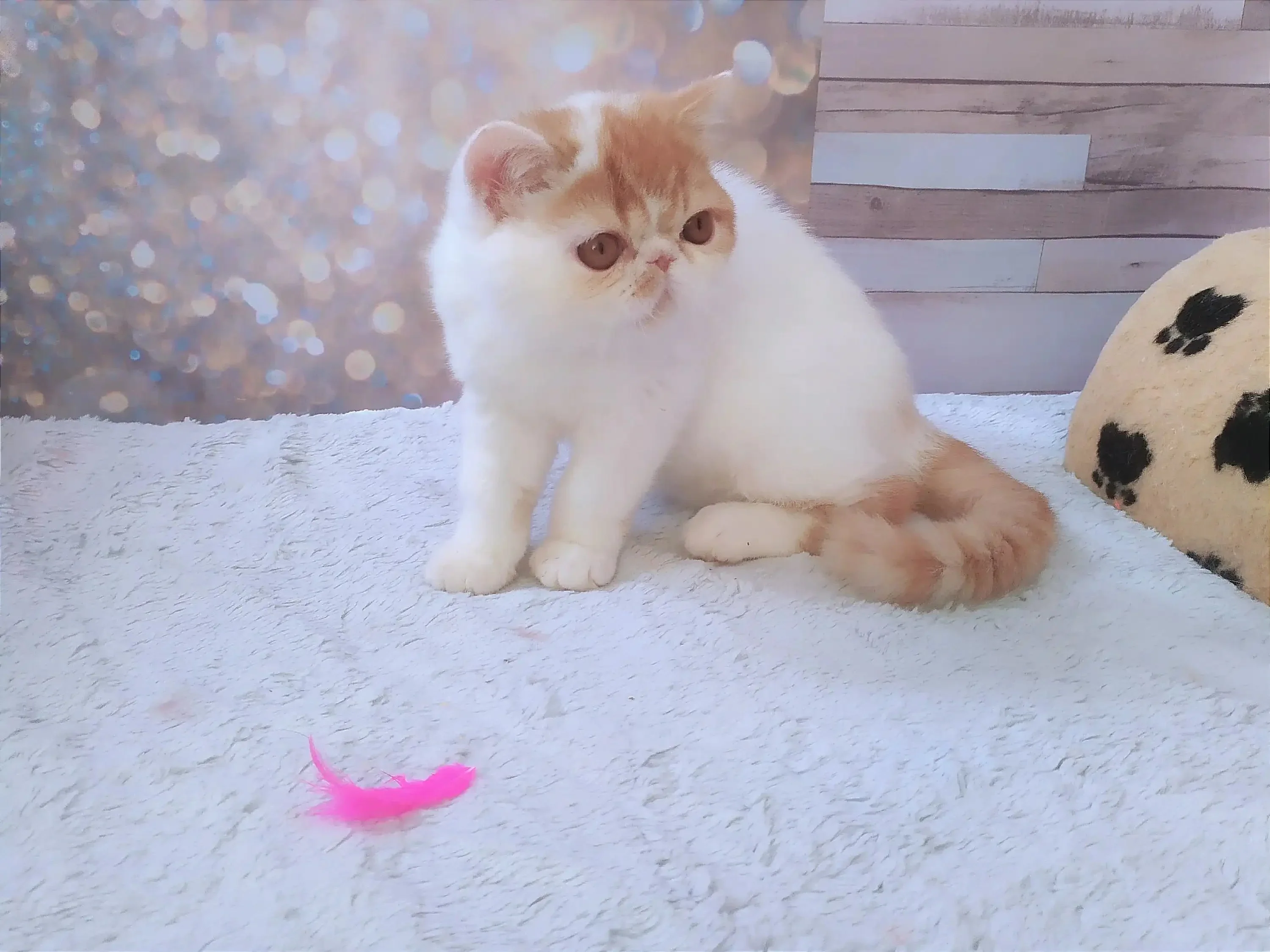 Umka | Exotic Shorthair Kitten - Image 8