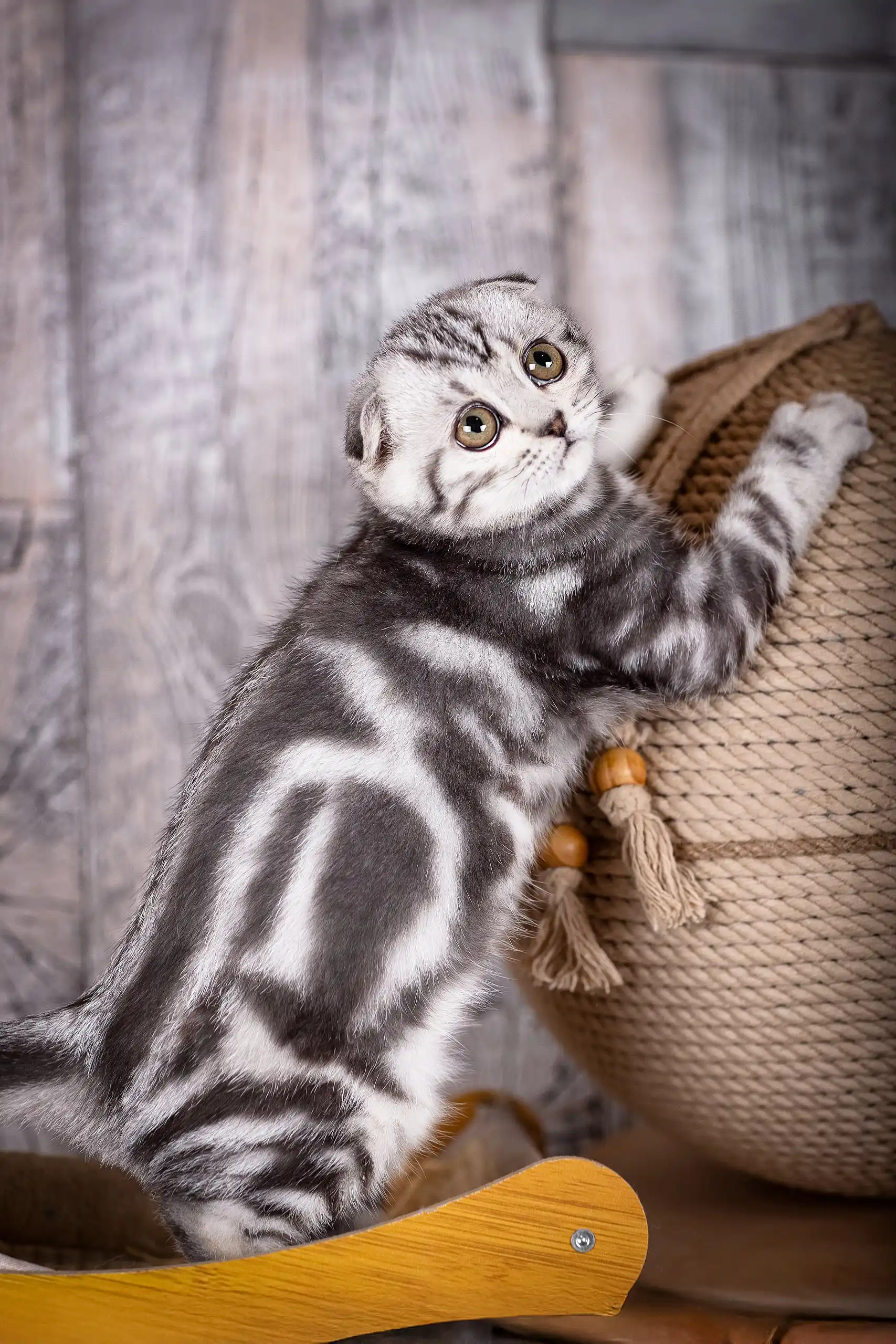 Umka | Scottish Fold Kitten - Image 2
