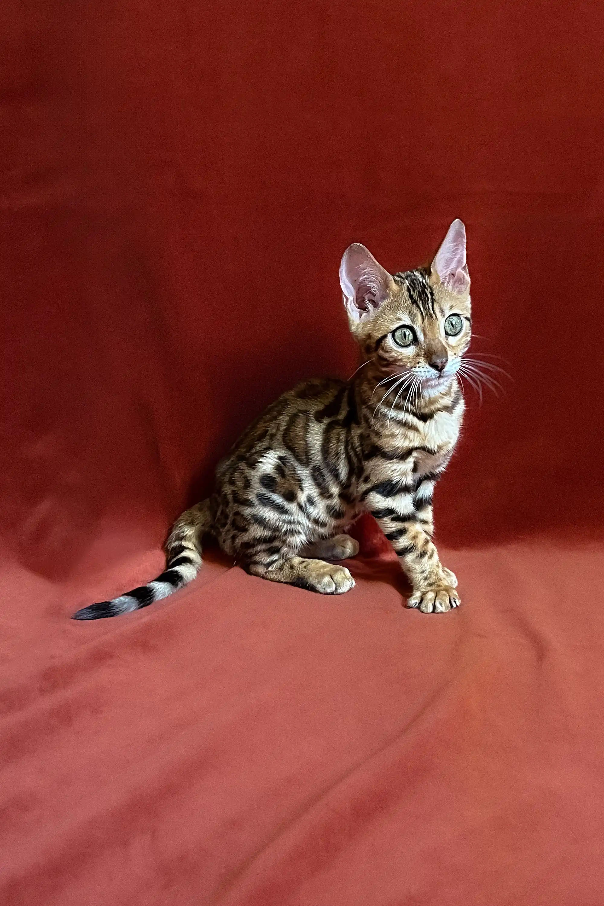 Upton | Bengal Kitten - Image 3