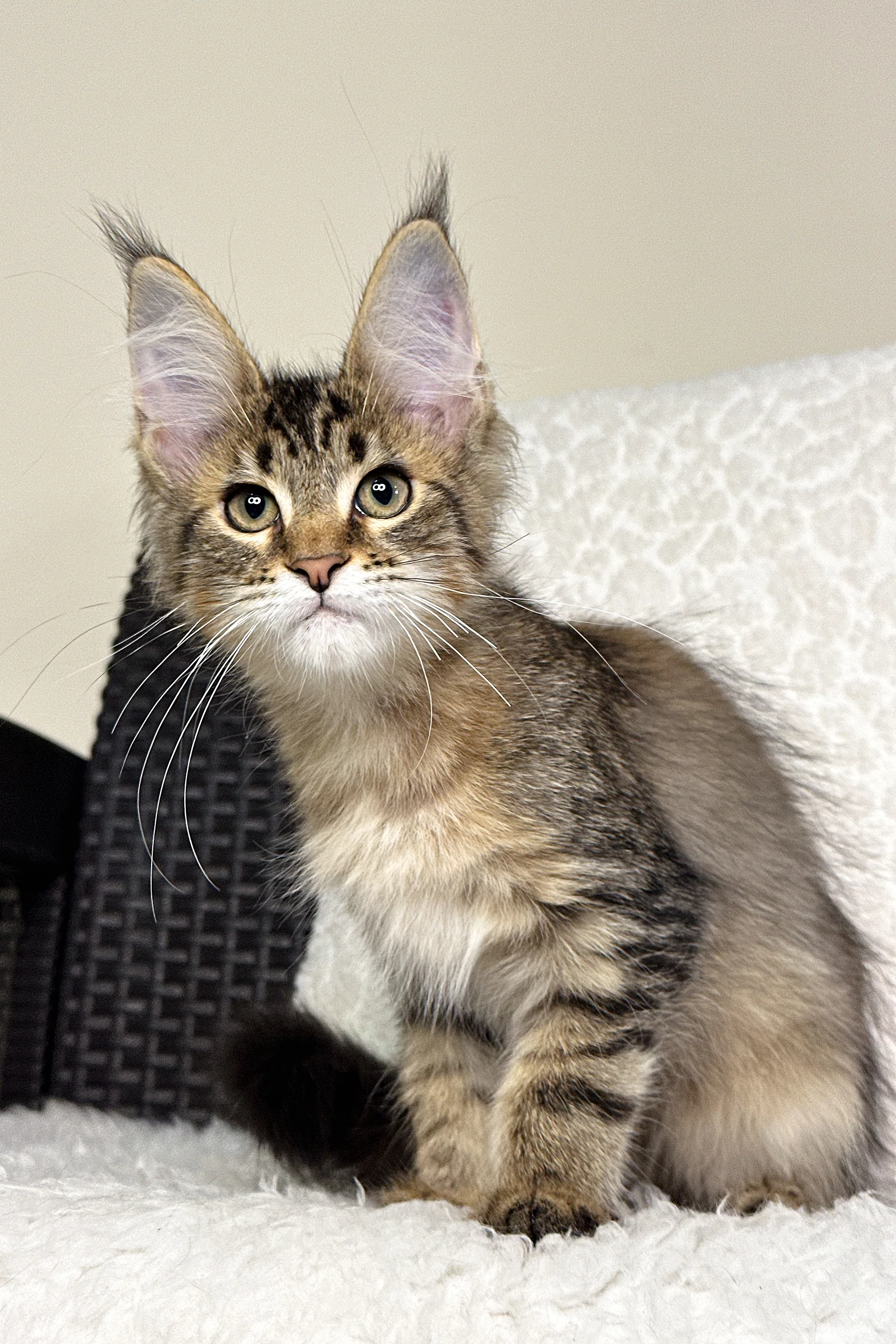 U'Ramsey | Maine Coon Kitten - Image 7